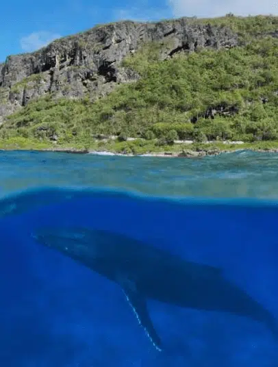 You can spot whales at the Tubuai island.