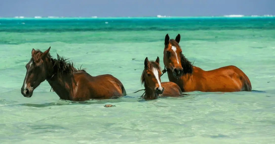 The island is the home of horses.