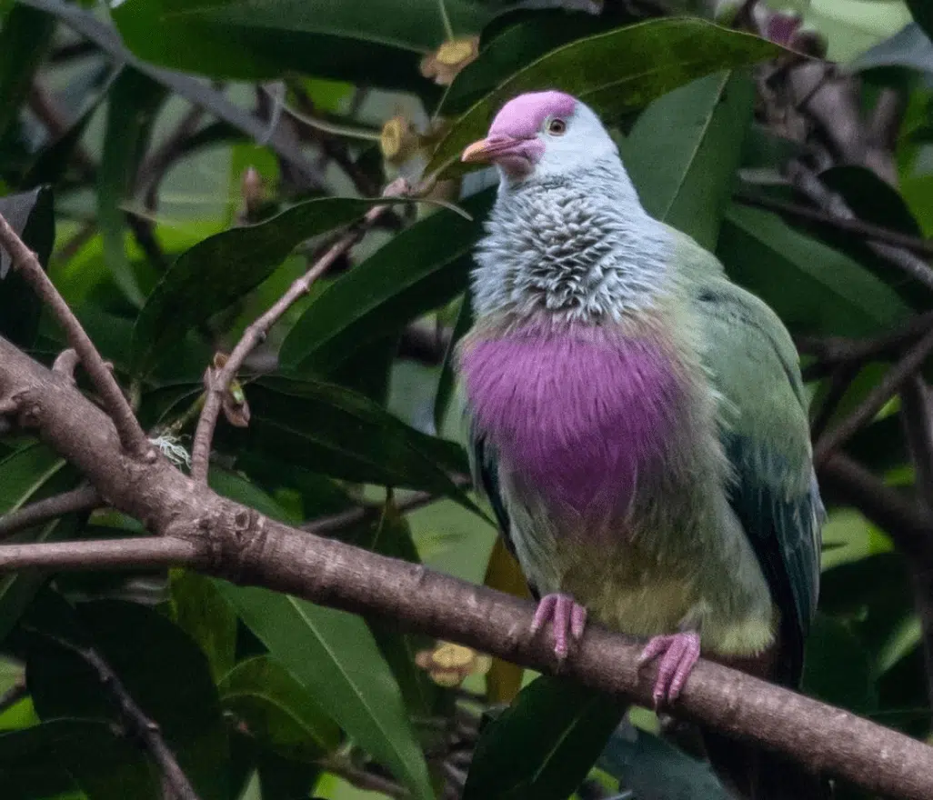 Special bird in Rapa