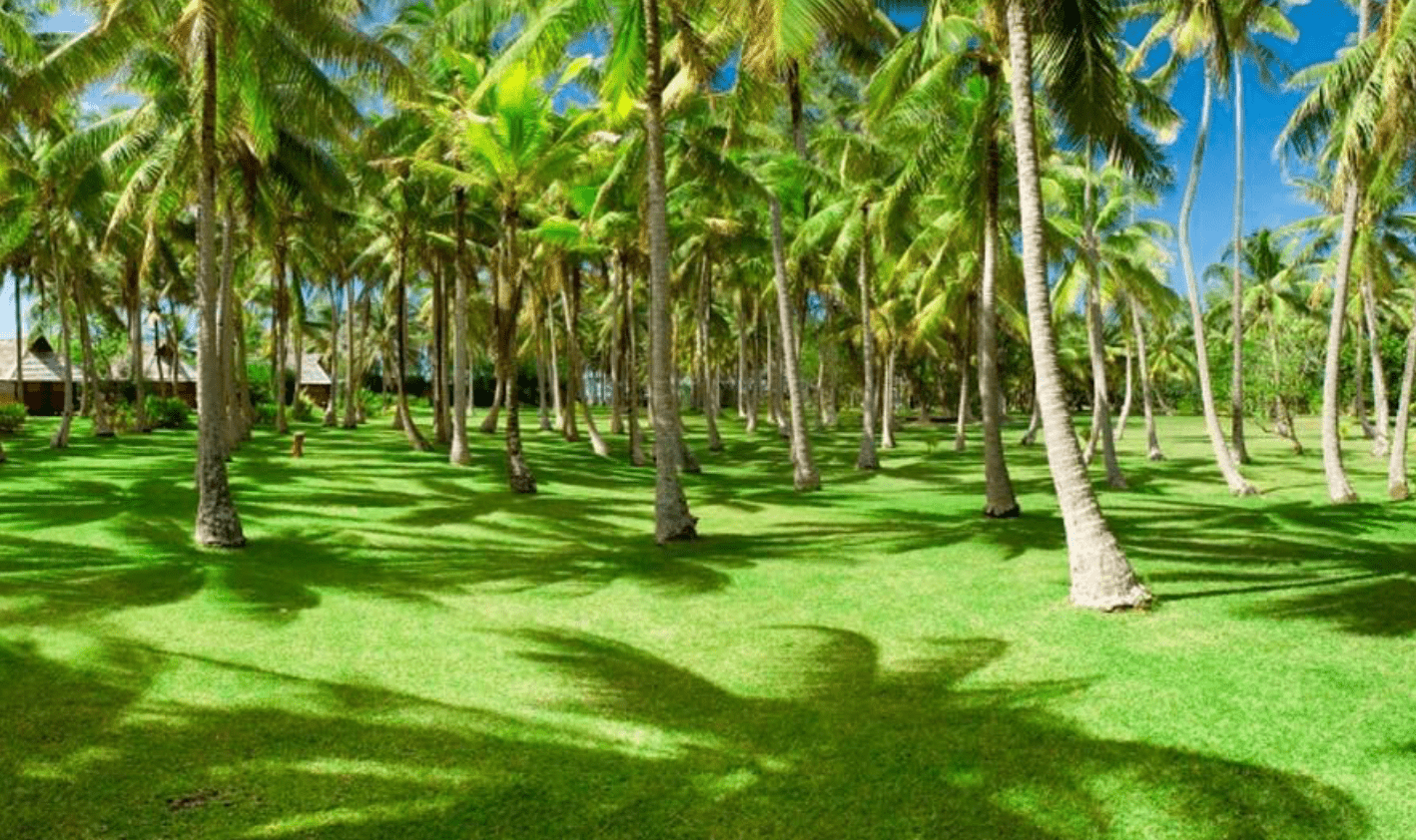 Vahine Island Resort & Spa à Tahaa - All You Need To Know (2026) 6 Palm garden