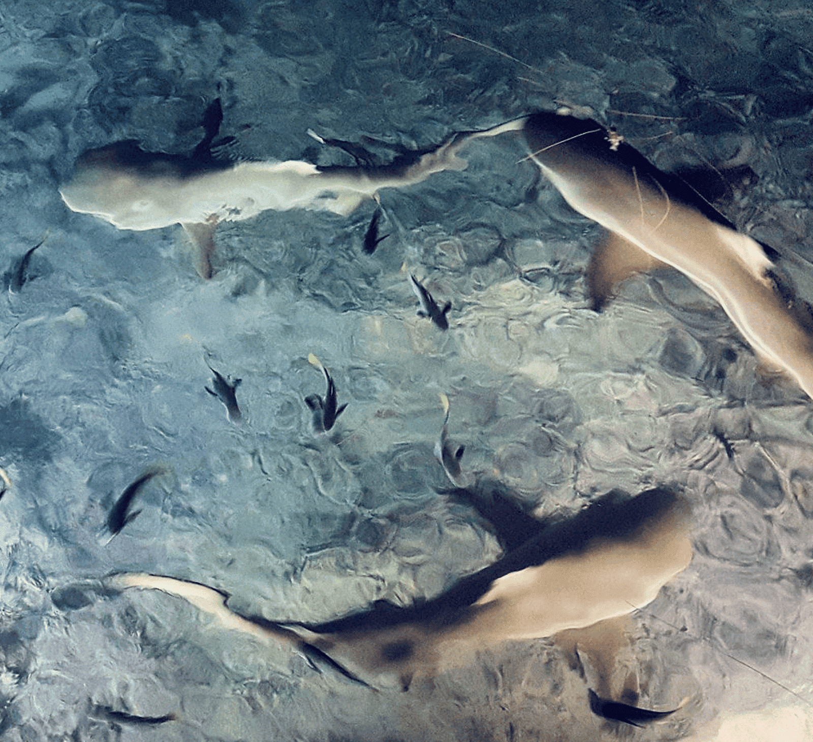 Vahine Island Resort & Spa à Tahaa - All You Need To Know (2026) 12 Sharks in the blue lagoon.