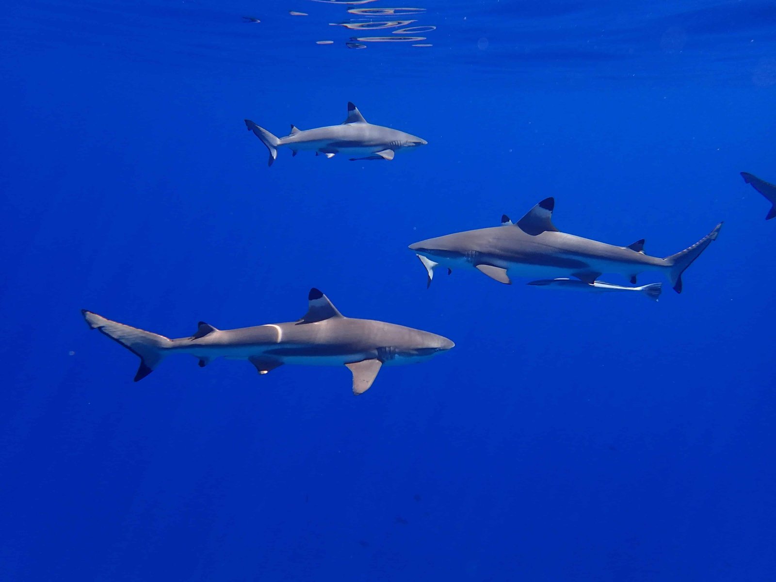 Bora Bora: 36 Things You NEED To Know Before You Go 19 Sharks in Bora Bora