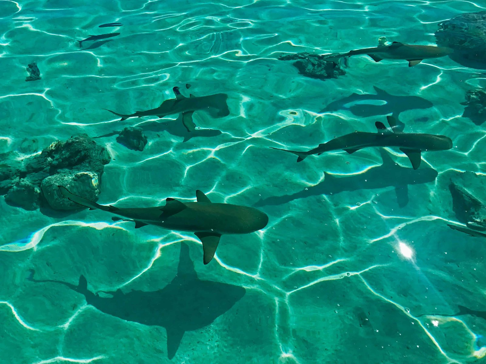Detailed Bora Bora Map To Visit This Island! 4 Sharks in Bora Bora