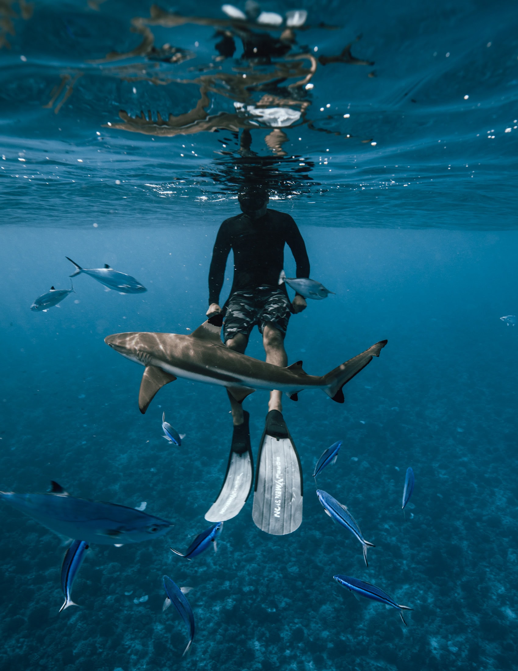 Opunohu Bay: What To Expect From A Visit? 5 person diving with sharks on Moorea Oponohu Bay