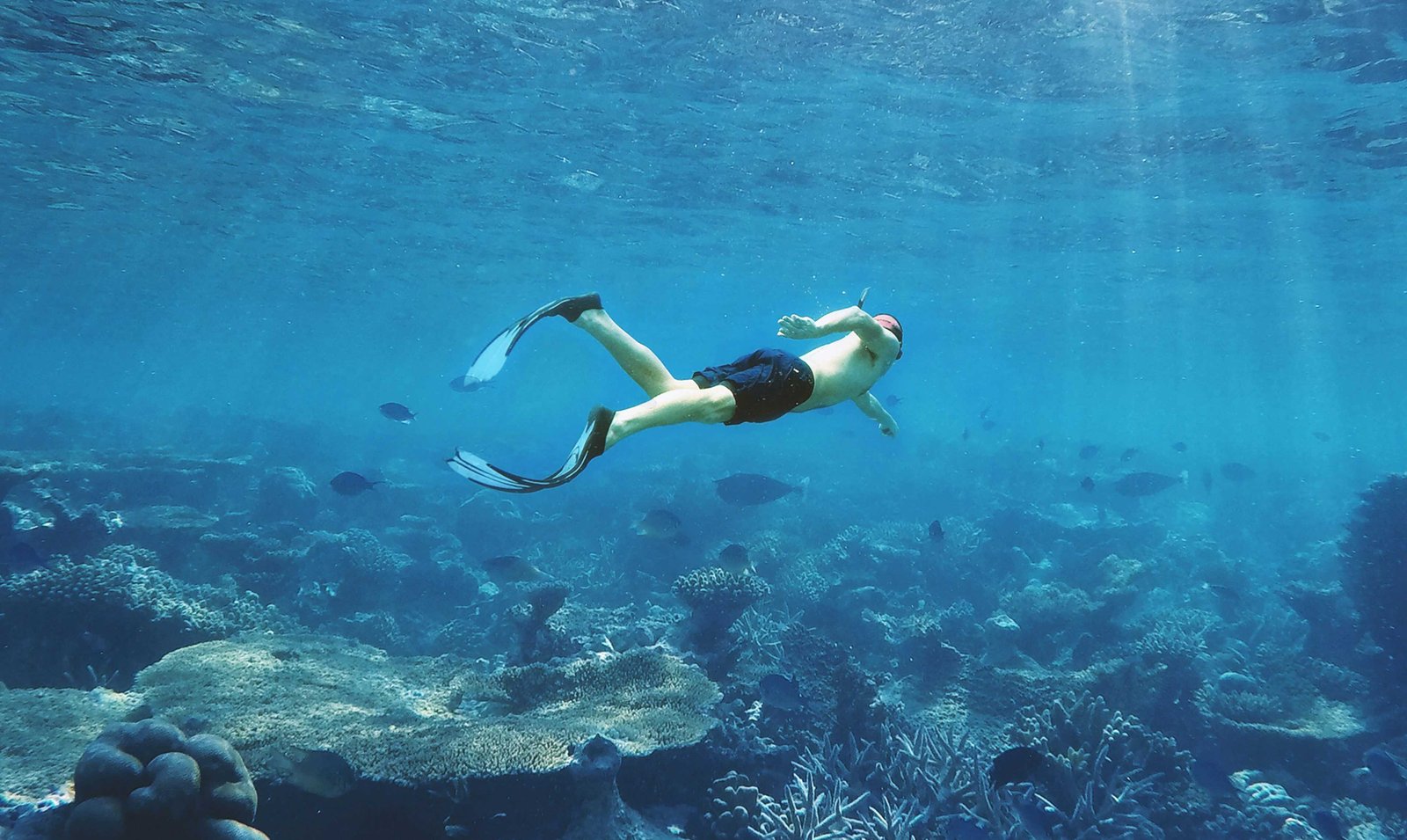 Bora Bora Turquoise Lagoon VS The Lagoonarium 7 Snorkeling in french Polynesia