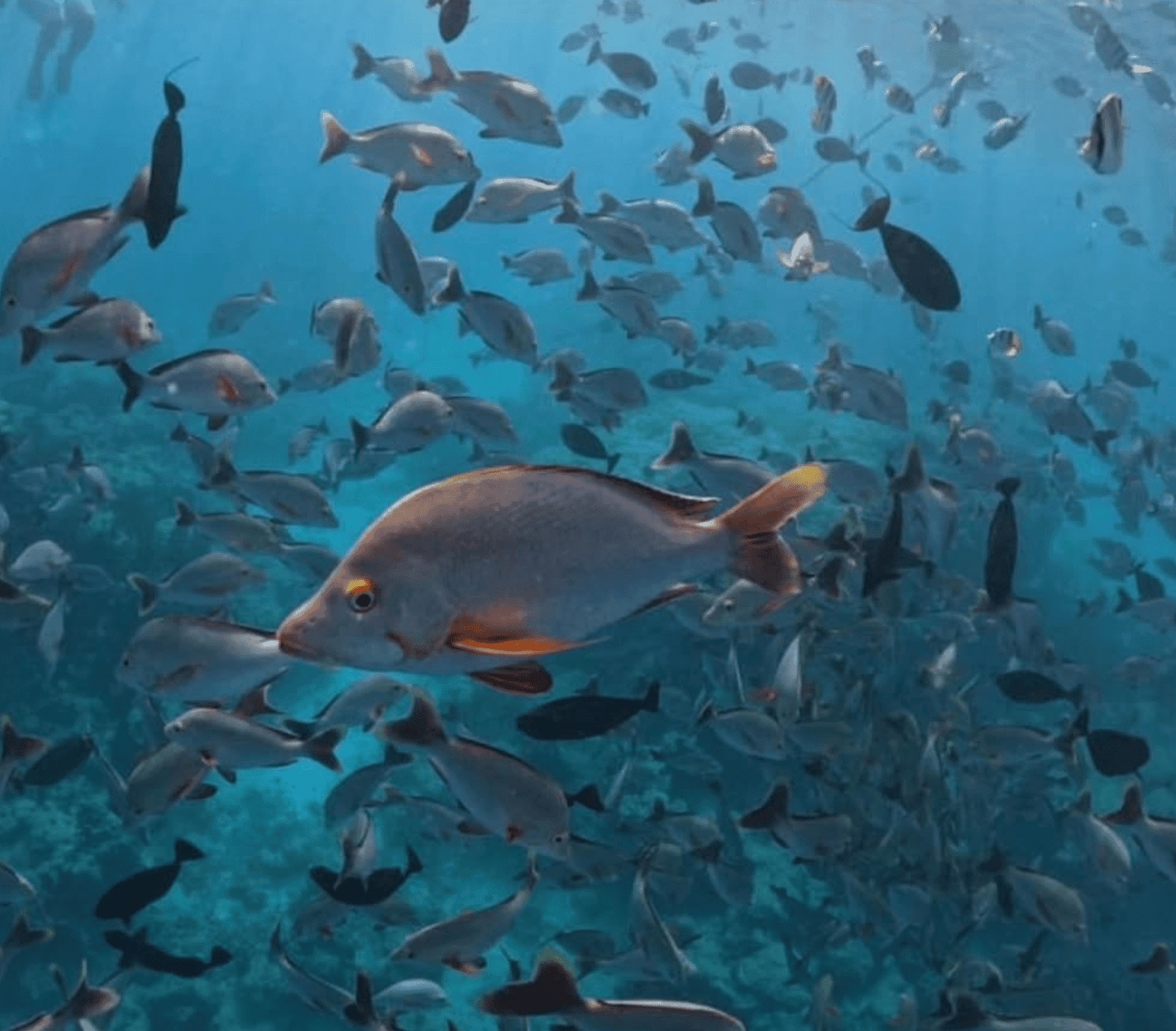 Scuba Diving in Rangiroa: What Do I Need To Know for 2026? 8 Tropical fish in Rangiroa.