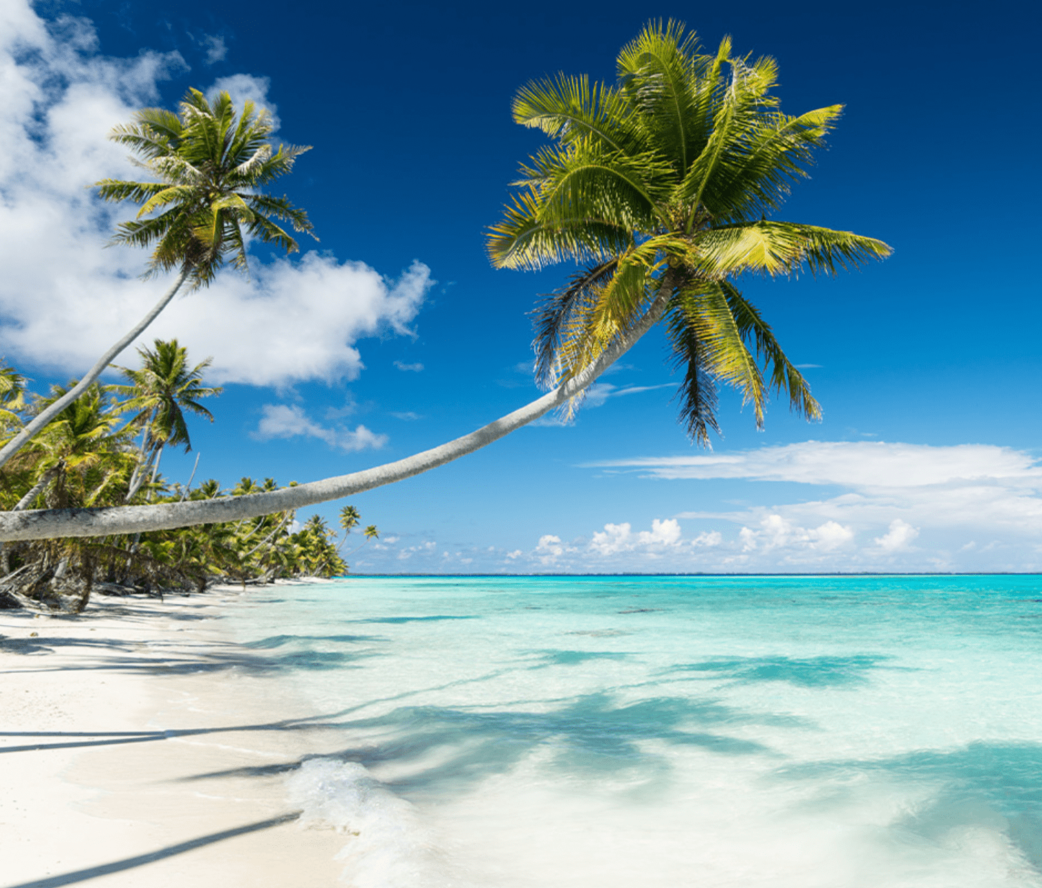 Scuba Diving in Rangiroa: What Do I Need To Know for 2026? 3 Idyllic Rangiroa.