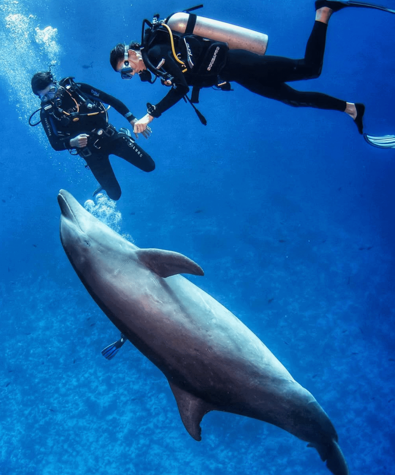 Scuba Diving in Rangiroa: What Do I Need To Know for 2026? 6 Dolphins