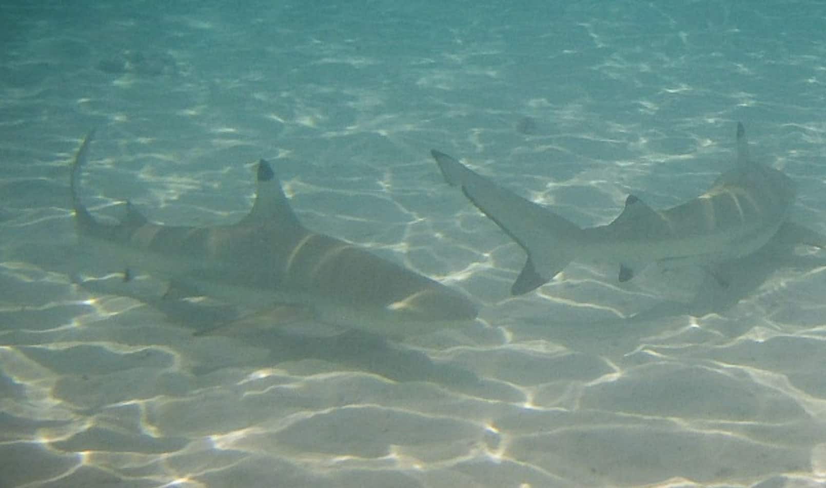 Opunohu Bay: What To Expect From A Visit? 7 Sharks can even be seen in the bay!