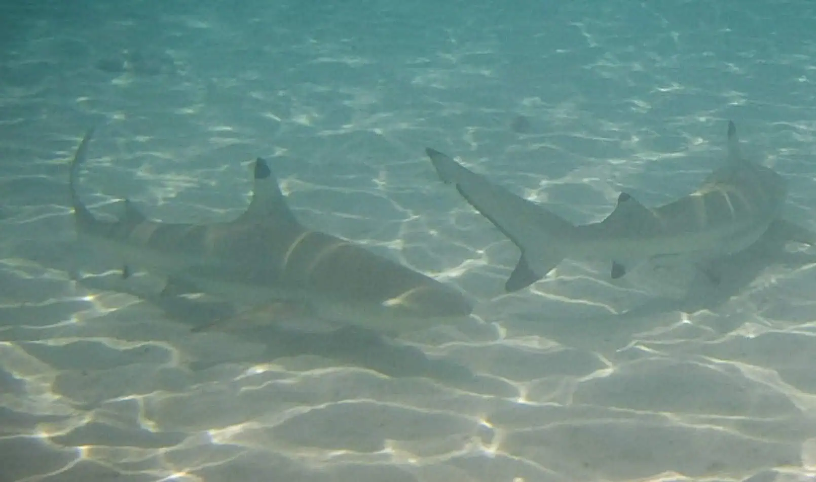 Sharks can even be seen in the bay!