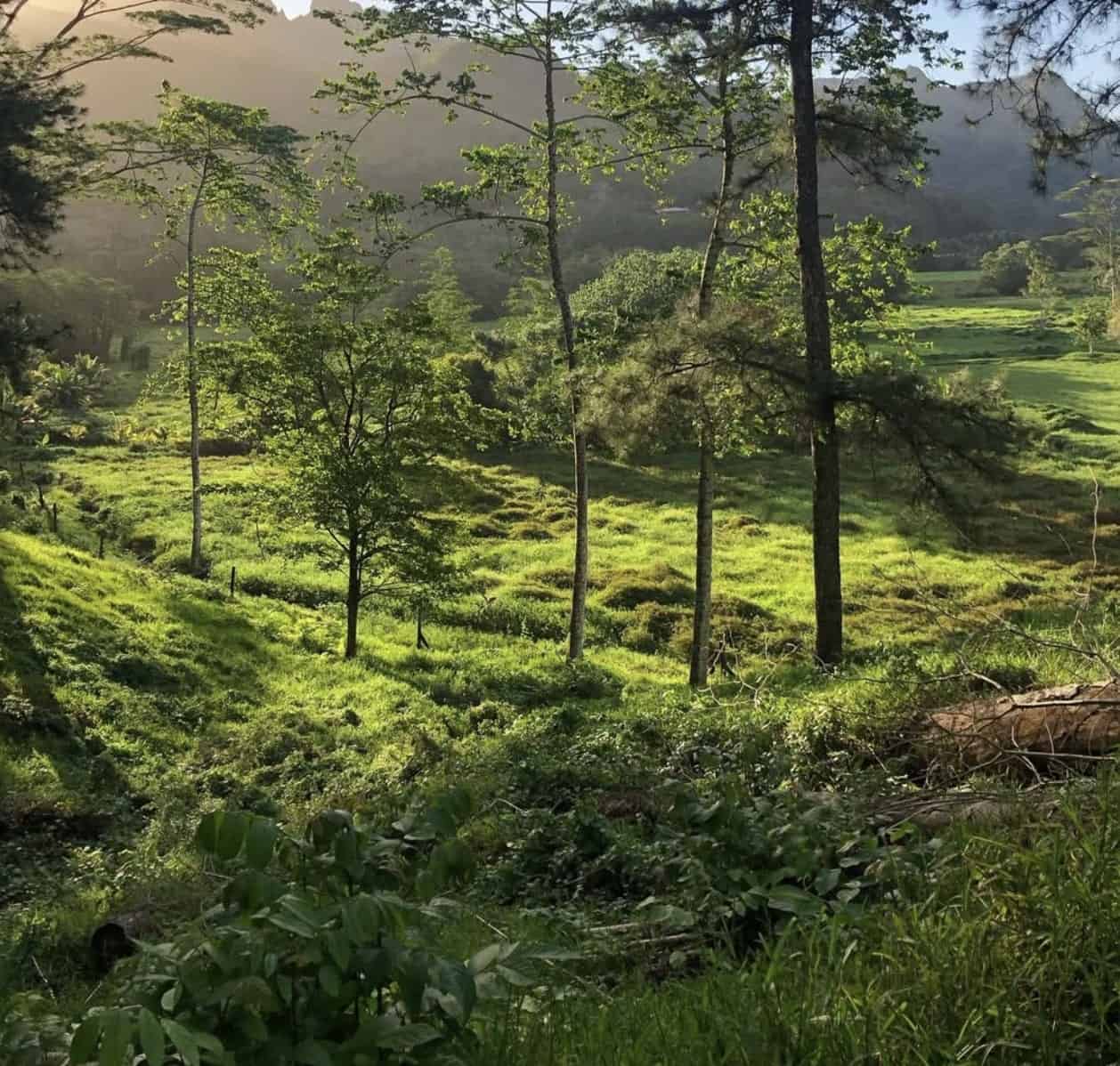Hiking trails in Moorea