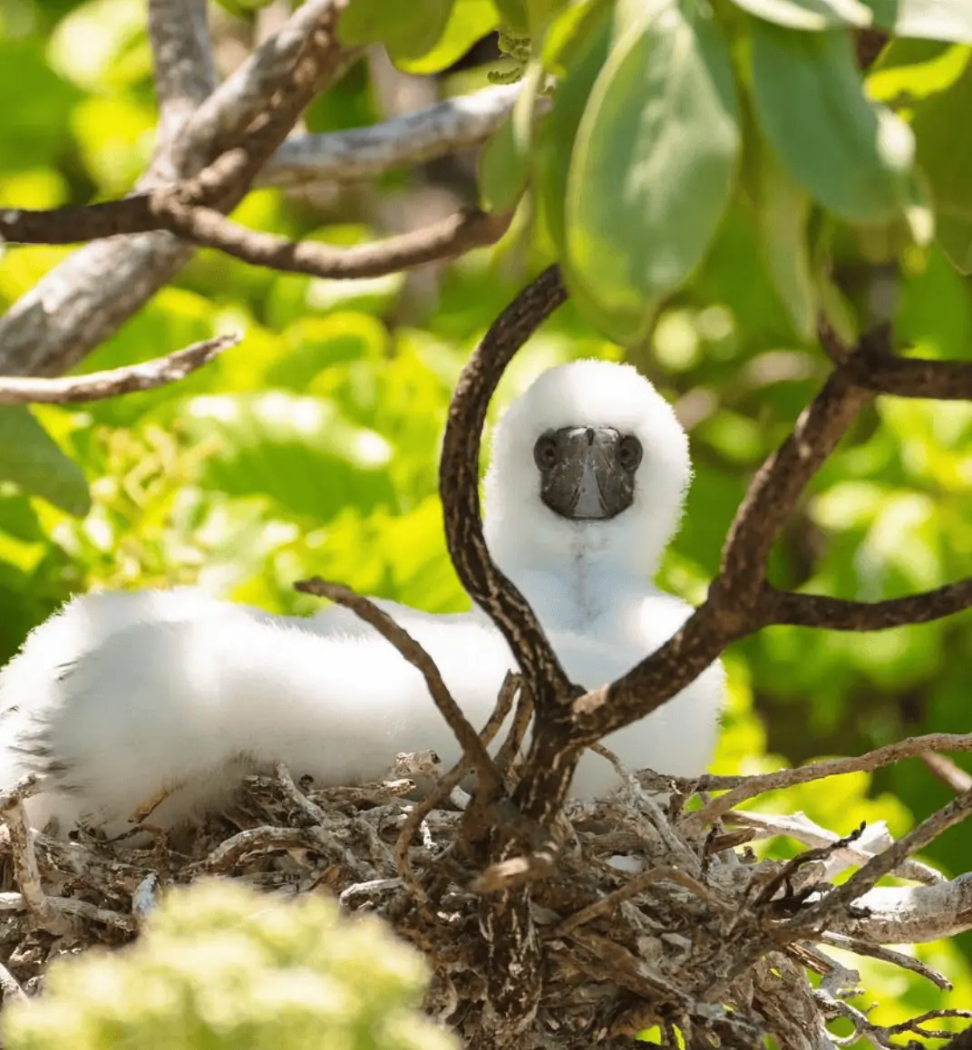 Birdwatching on Brando Island.