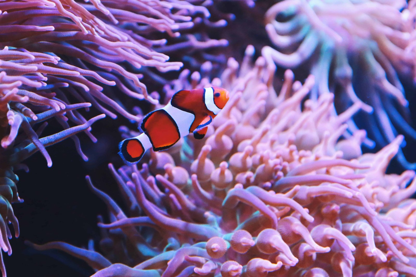 Diving in Moorea: Top 11 Spots to Visit in 2026 12 clownfish aka the famous nemo fish