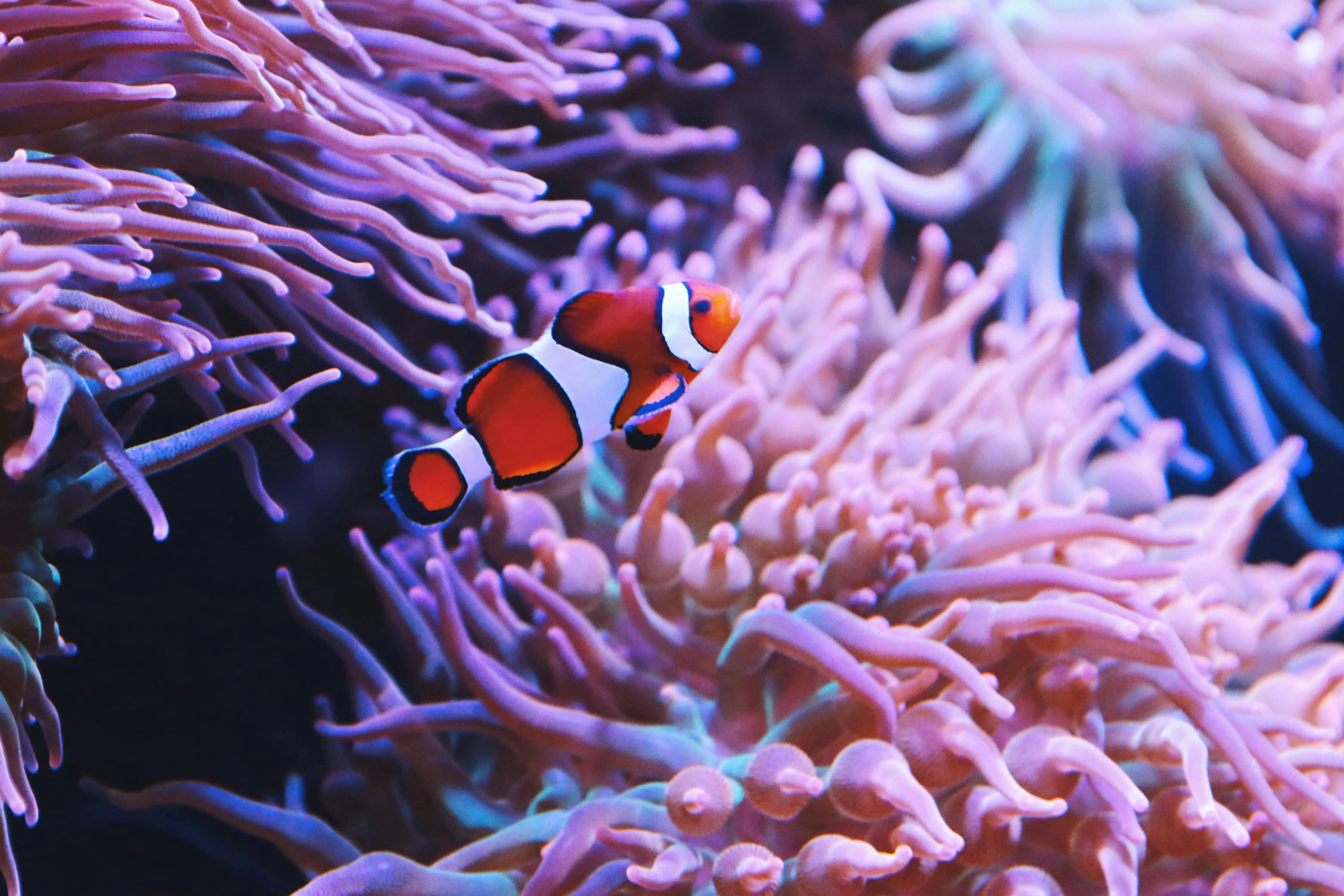 clownfish aka the famous nemo fish