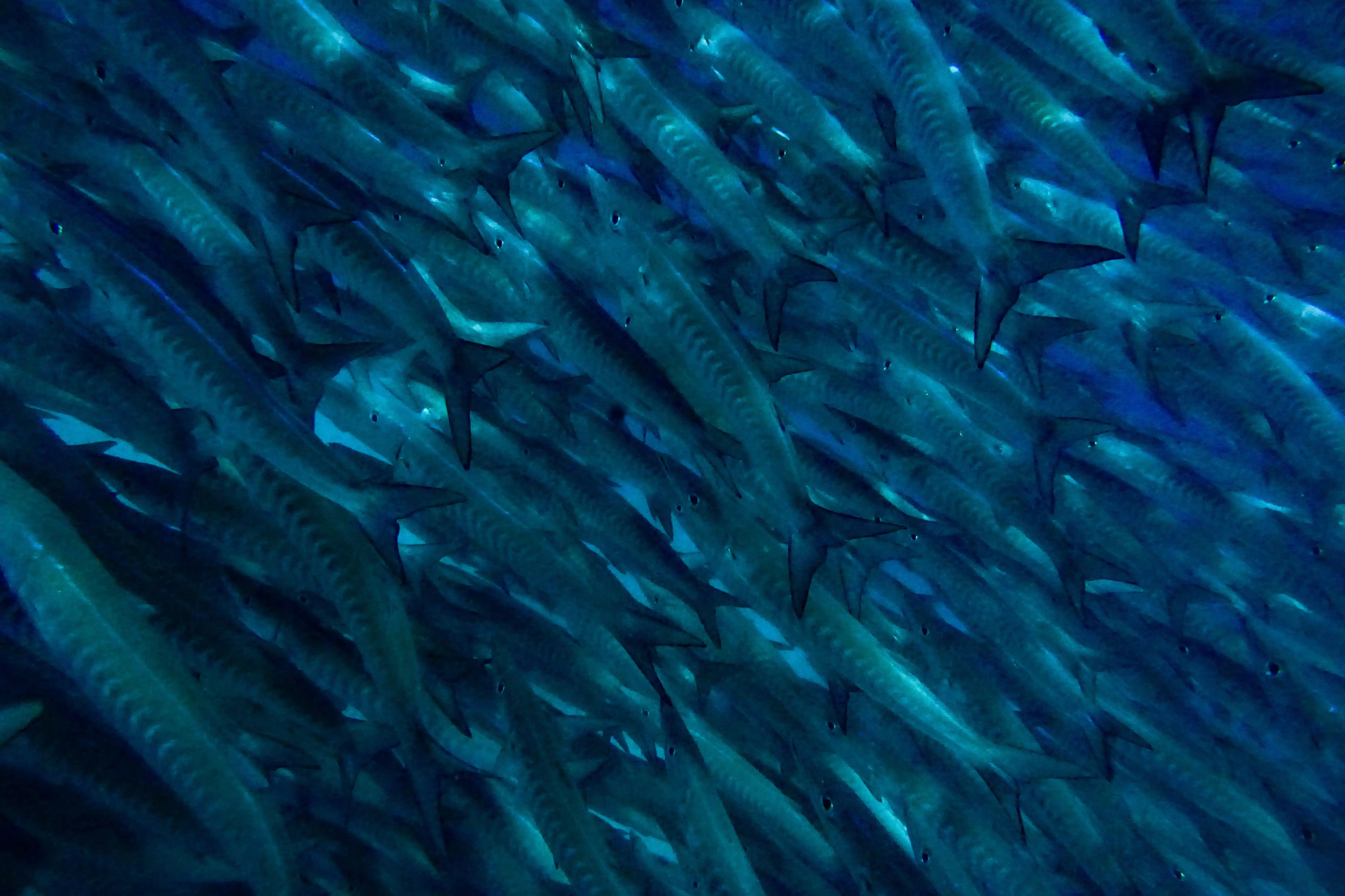 Barracuda in Rangiroa