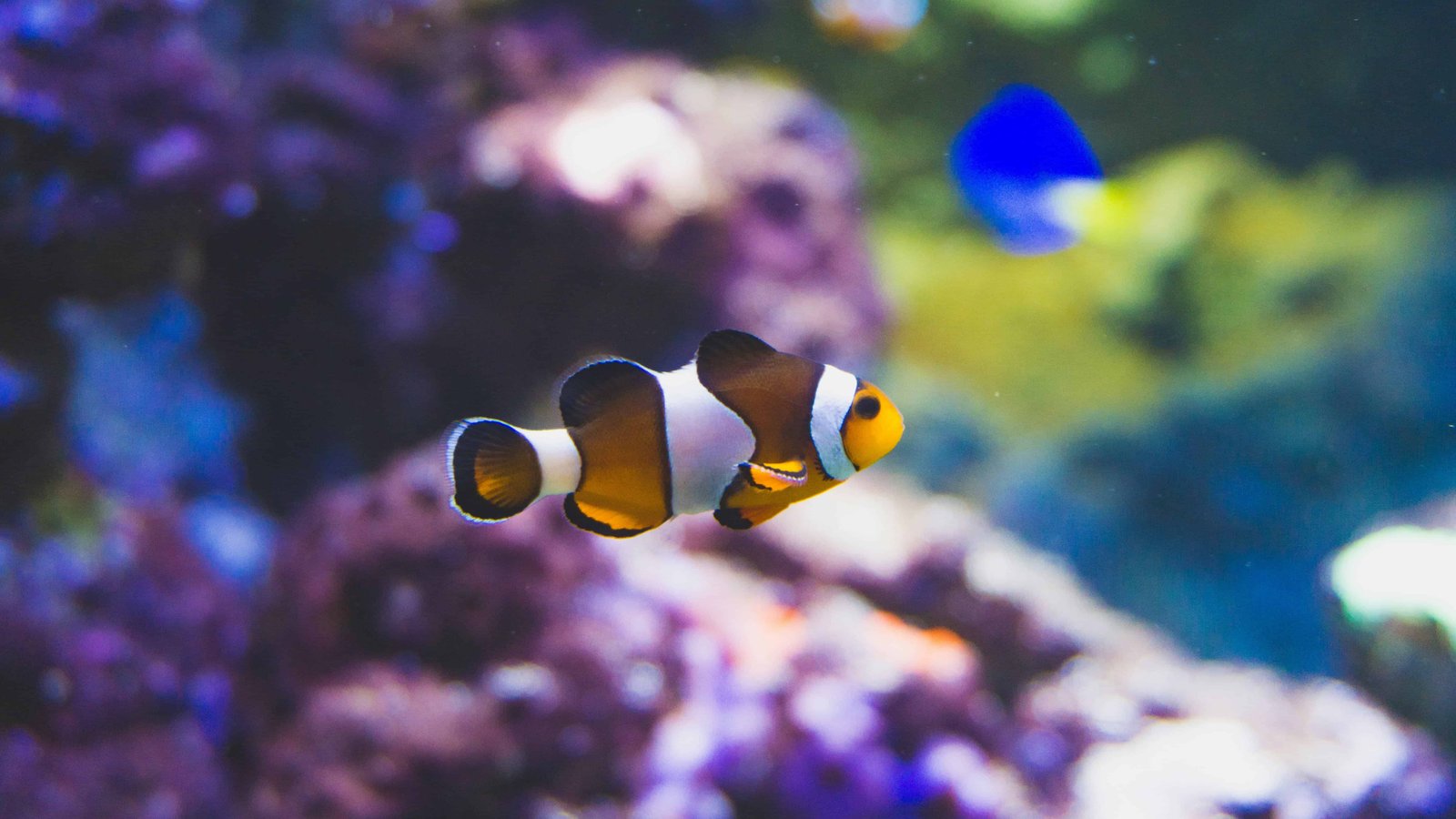 Diving in Moorea: Top 11 Spots to Visit in 2026 23 Clownfish aka nemo fish