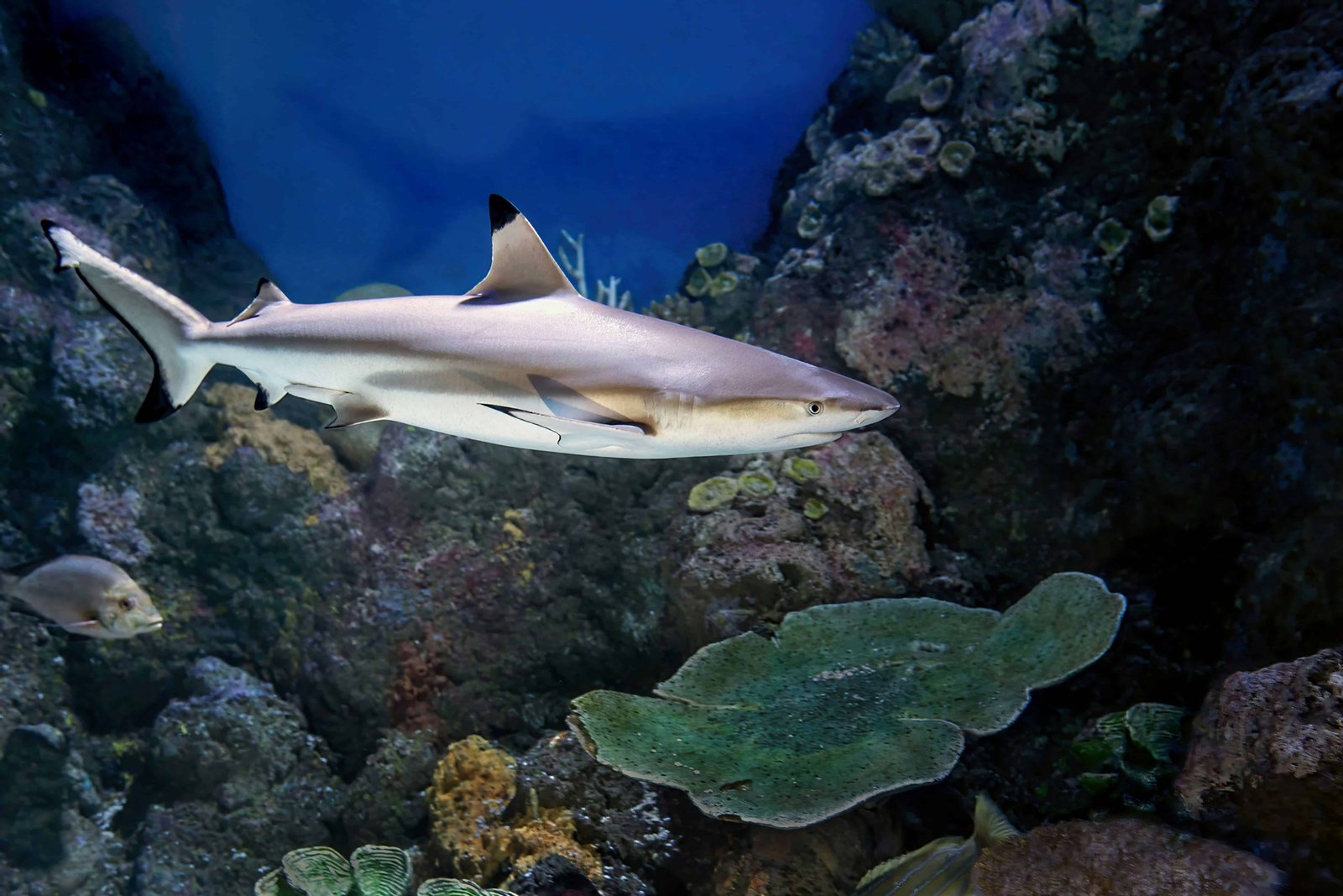 Diving in Moorea: Top 11 Spots to Visit in 2026 3 Diving in Moorea with a blacktip reef shark.