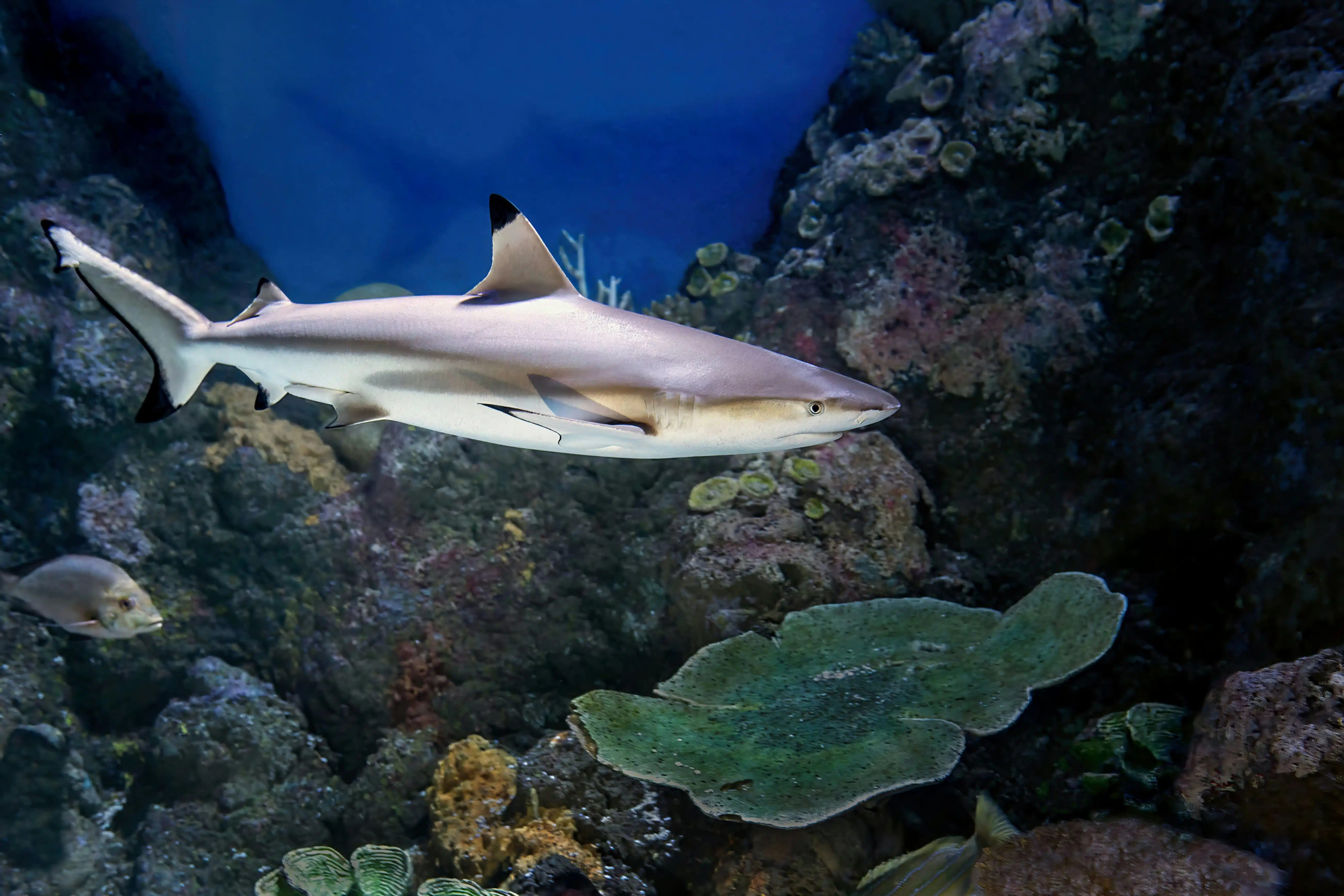 Diving in Moorea with a blacktip reef shark.