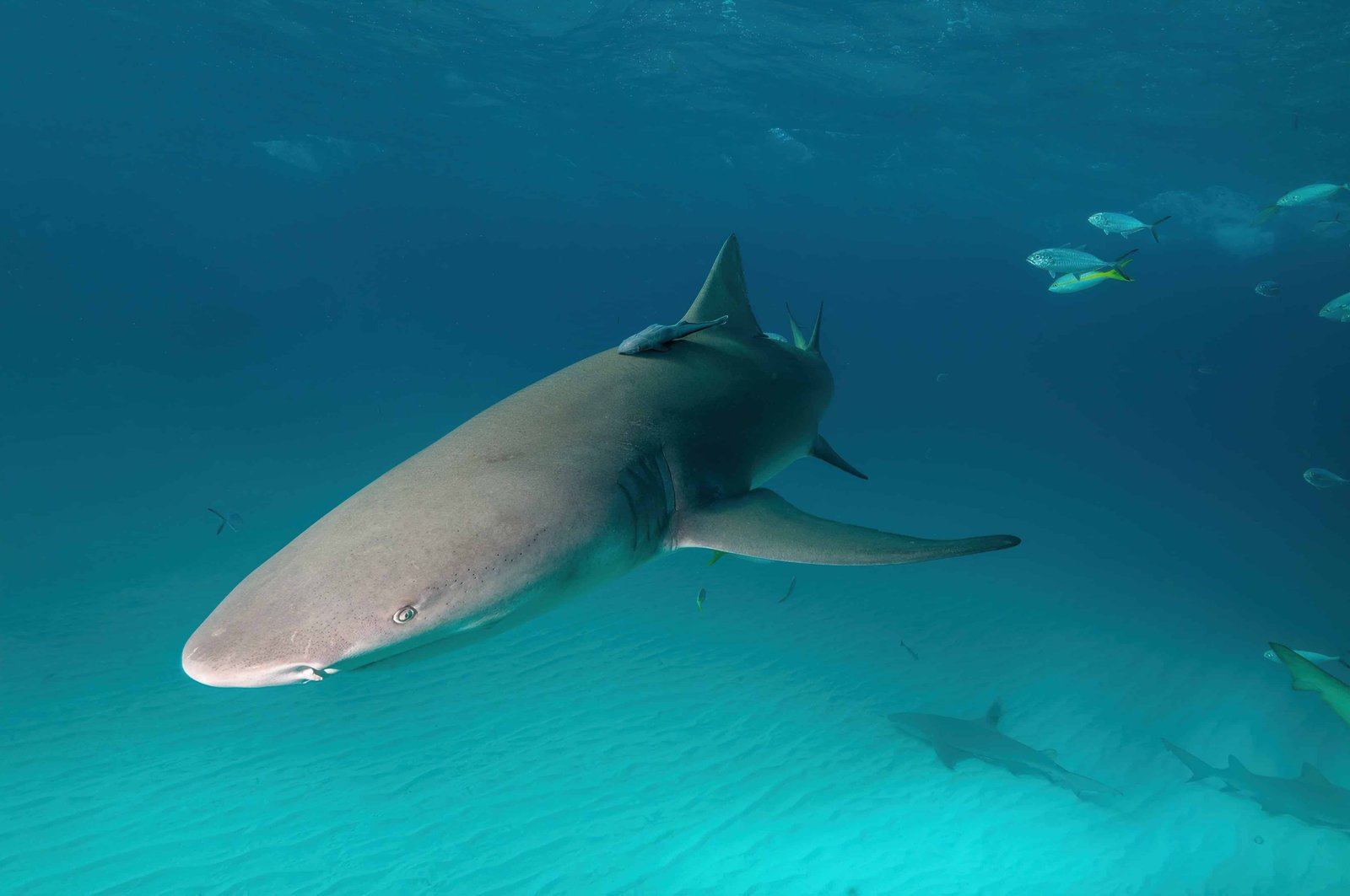 Diving in Moorea: Top 11 Spots to Visit in 2026 8 Lemon shark in Moorea
