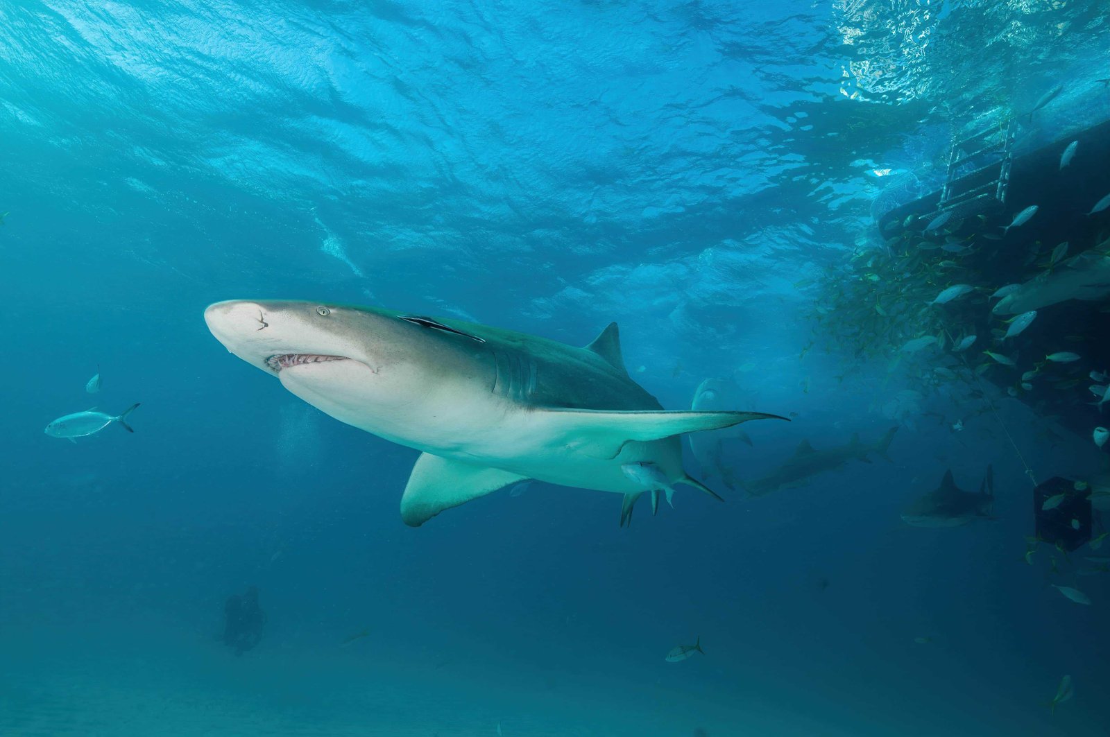 Diving in Moorea: Top 11 Spots to Visit in 2026 15 Lemon shark diving in Moorea