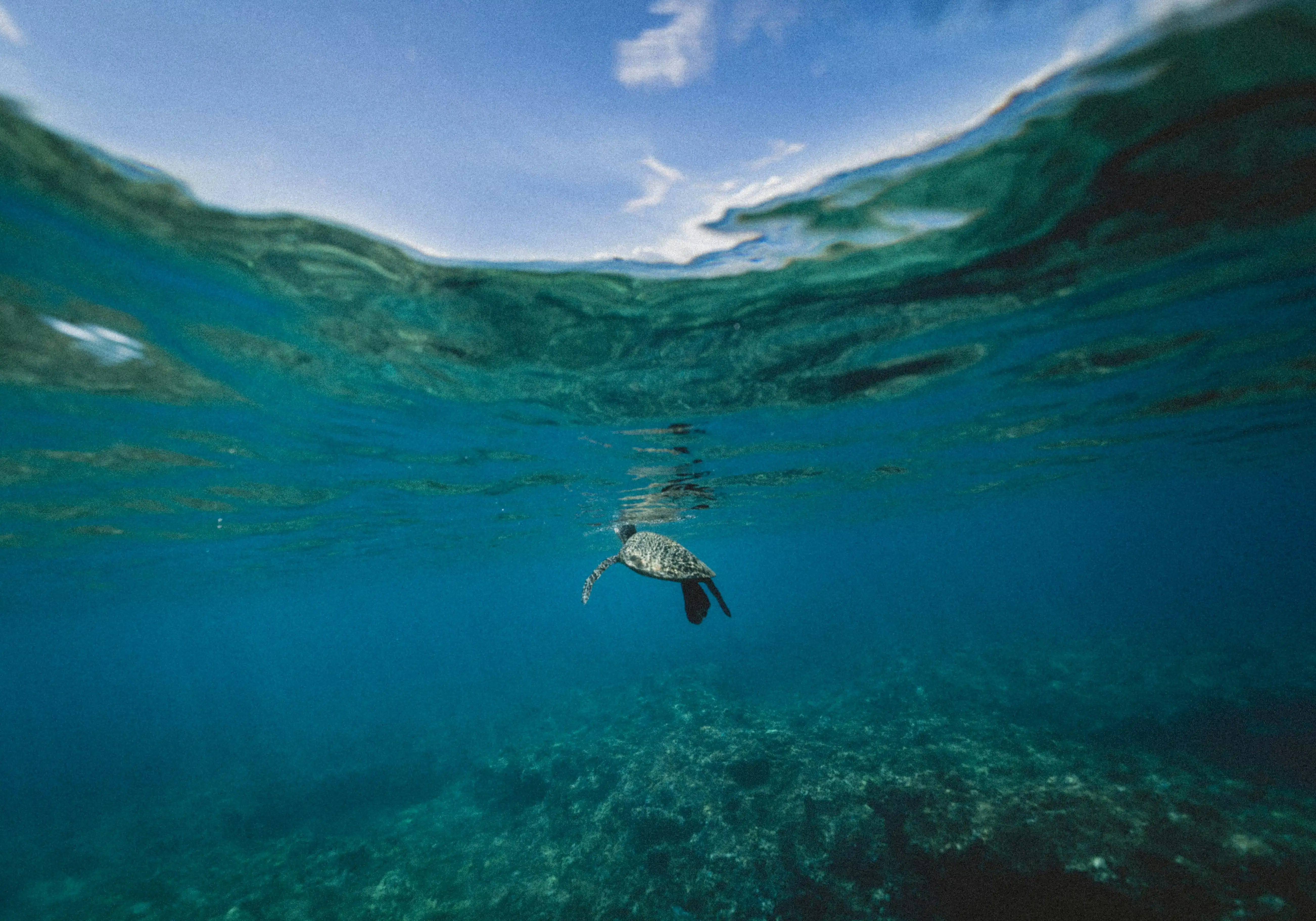 Turtle in Moorea