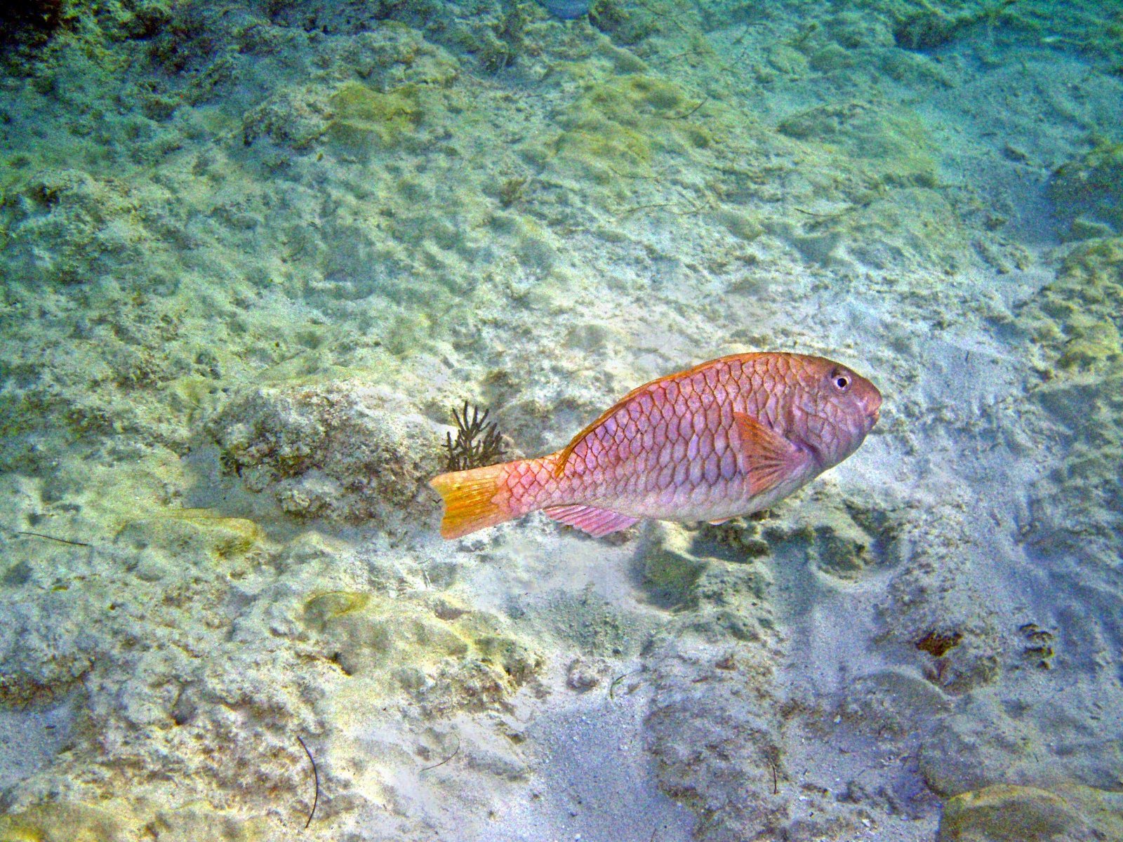 Diving in Moorea: Top 11 Spots to Visit in 2026 6 Orange parrotfish