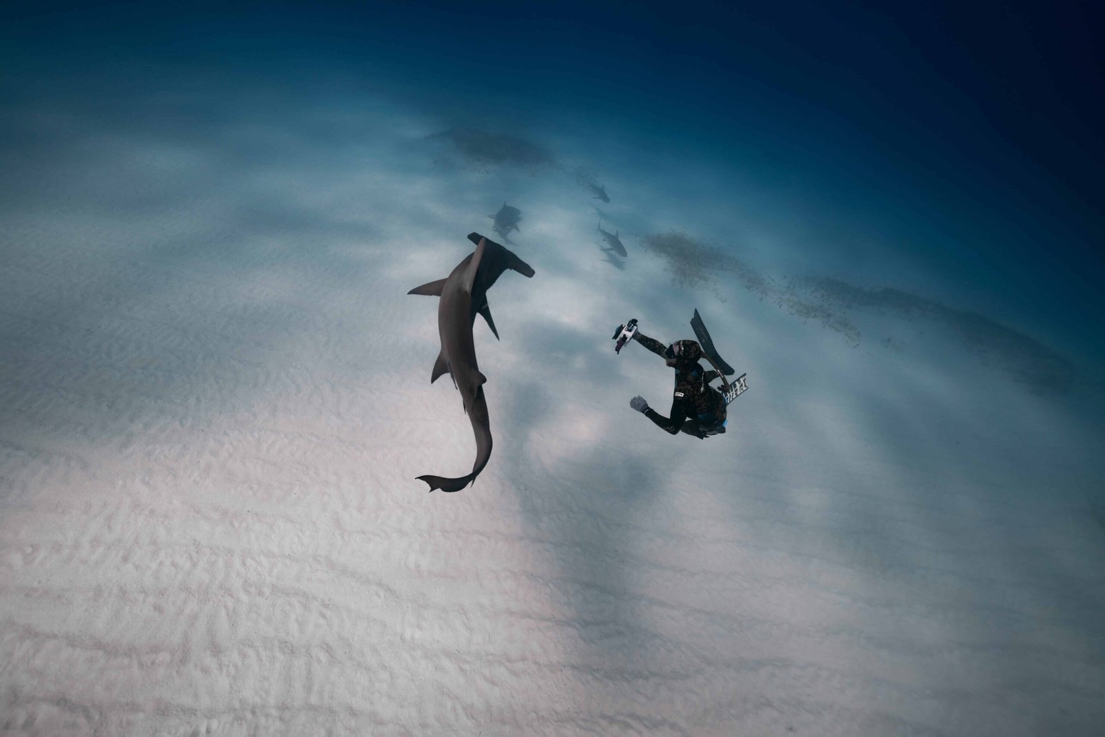 Scuba Diving in Rangiroa: What Do I Need To Know for 2026? 1 Rare sighting of a hammerhead shark