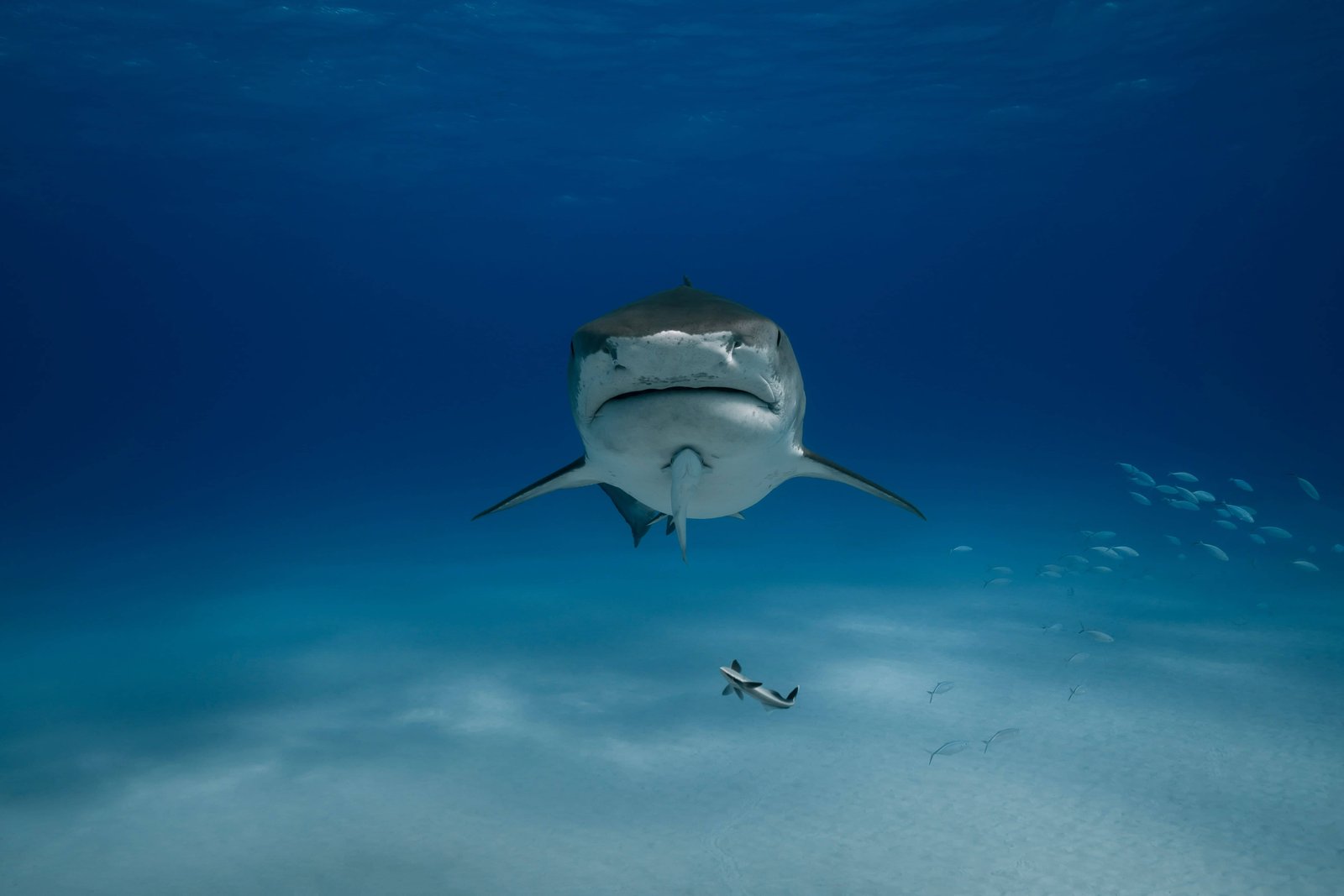 Scuba Diving in Rangiroa: What Do I Need To Know for 2026? 4 Silvertip shark