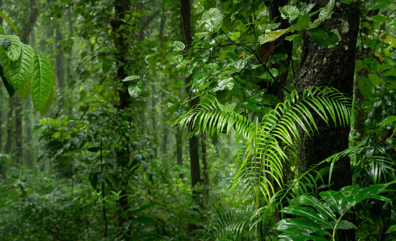 A Complete Guide to Raiatea Uturoa 14 Rainshower in the jungle