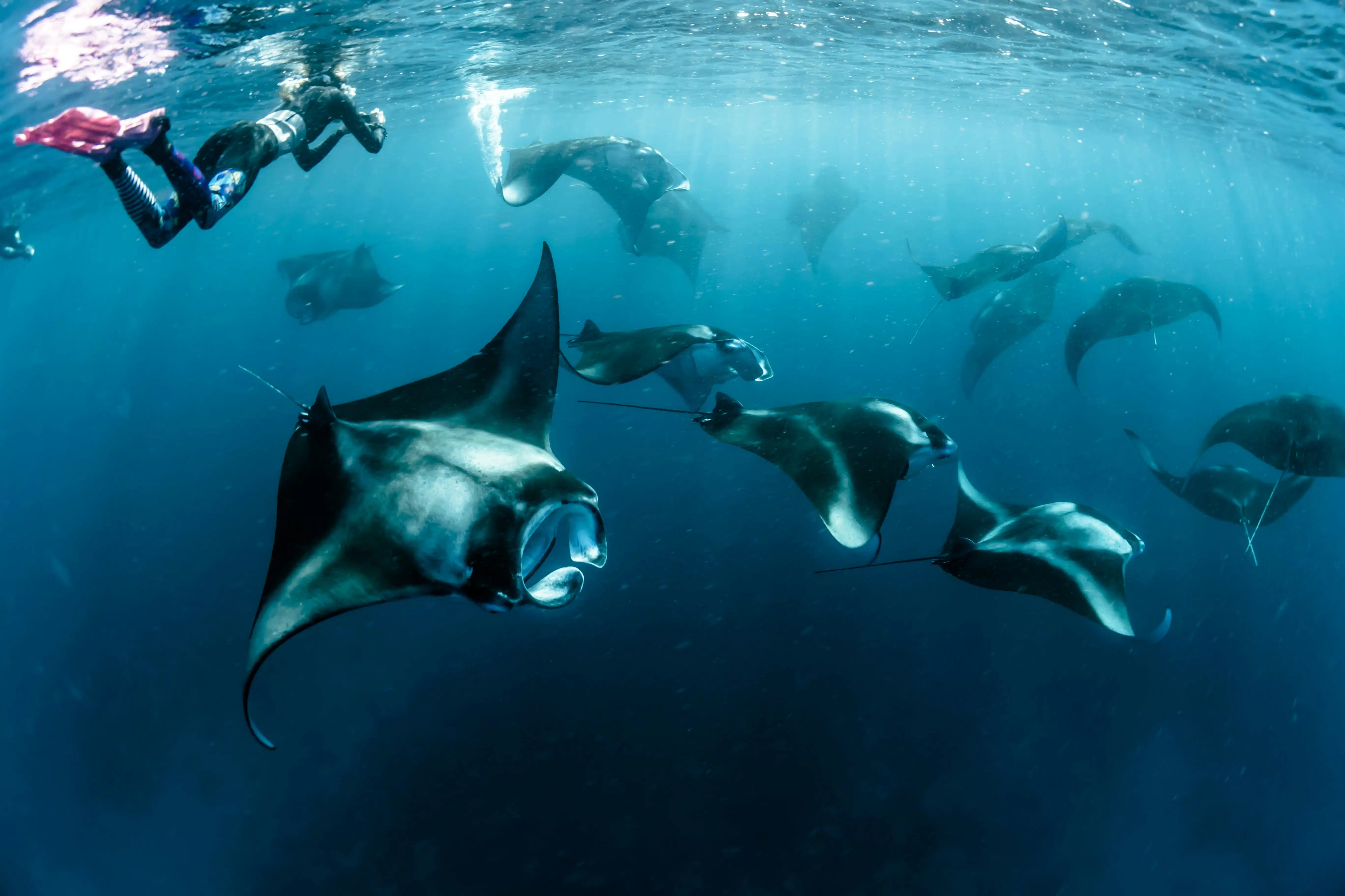 Rare sightings of manta rays in Moorea