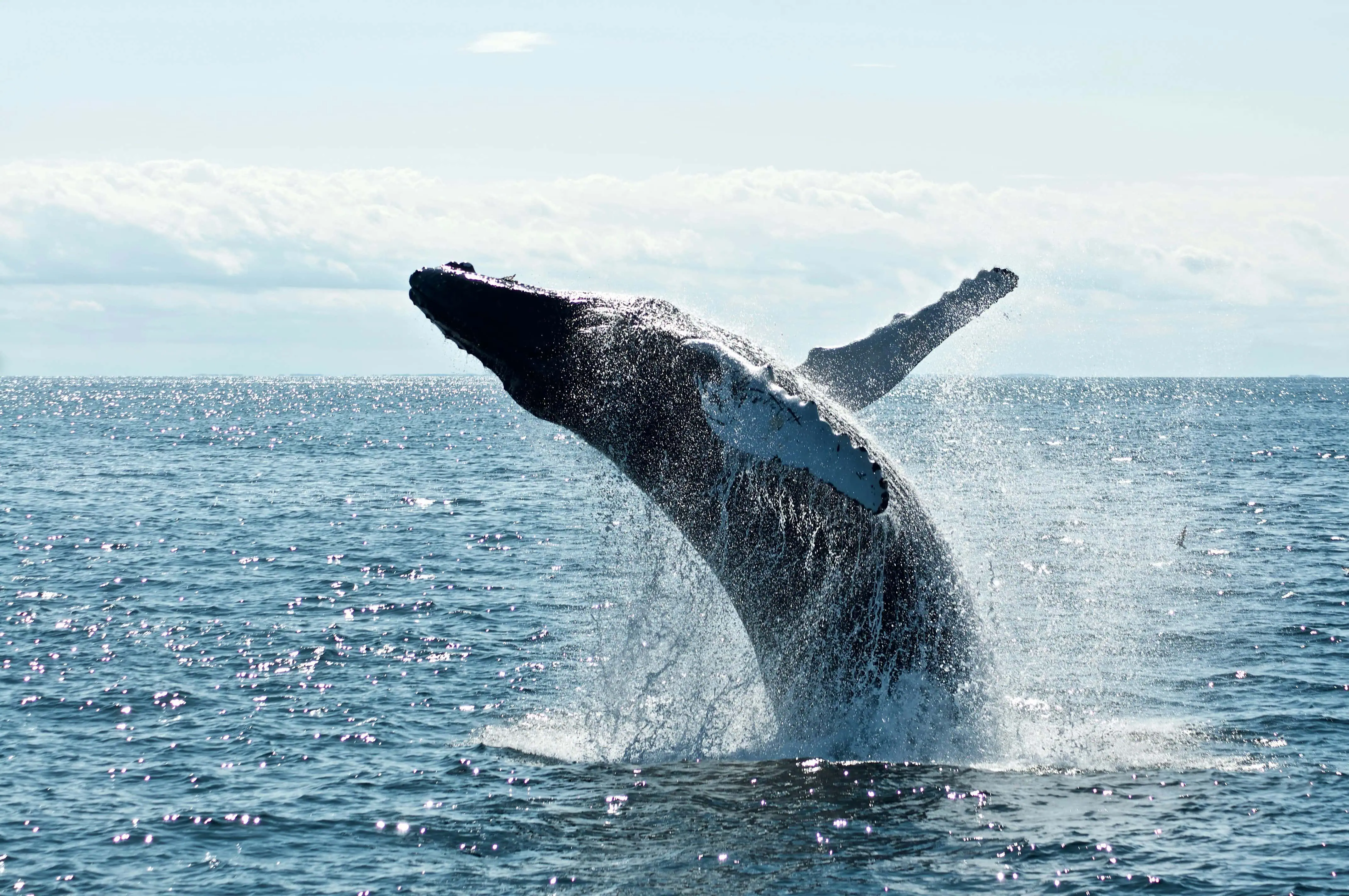 Humpback whale jumping out of the water