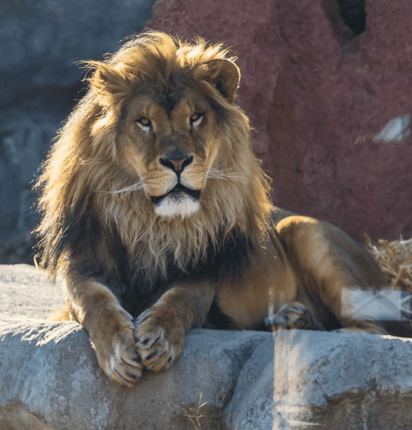 22 Best Things To Do In Cleveland Area in 2026! 19 Lion in Akron Zoo.