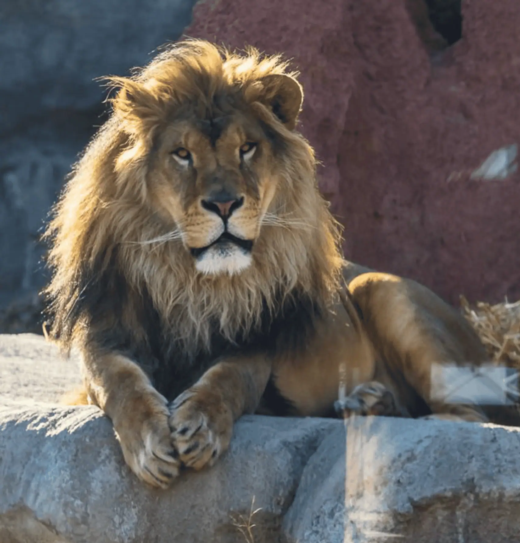 Lion in Akron Zoo.