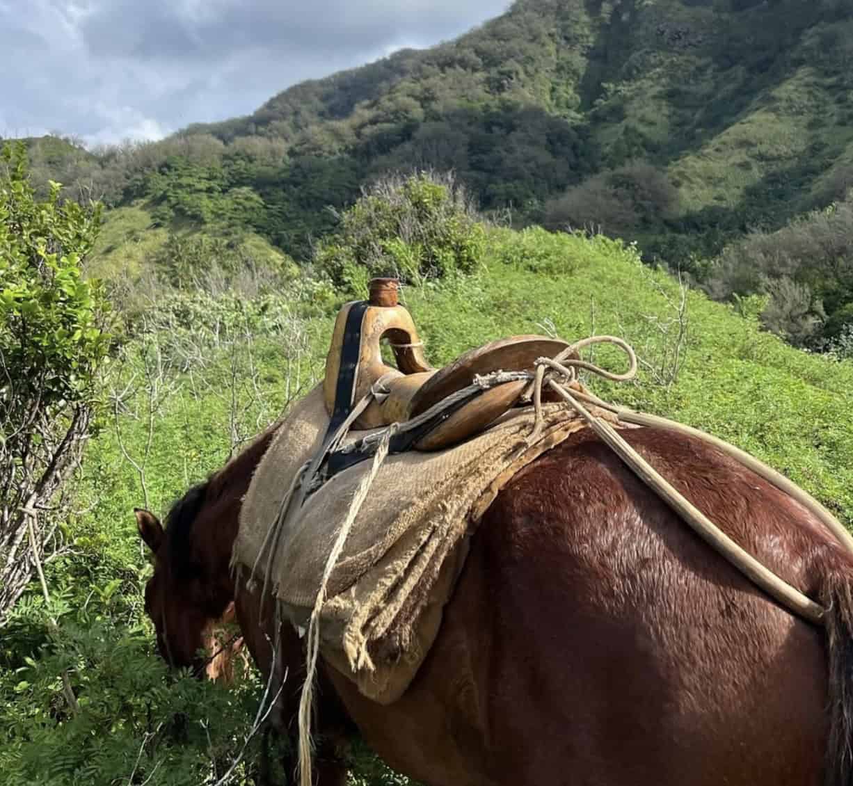Horseriding through Ua Huka.