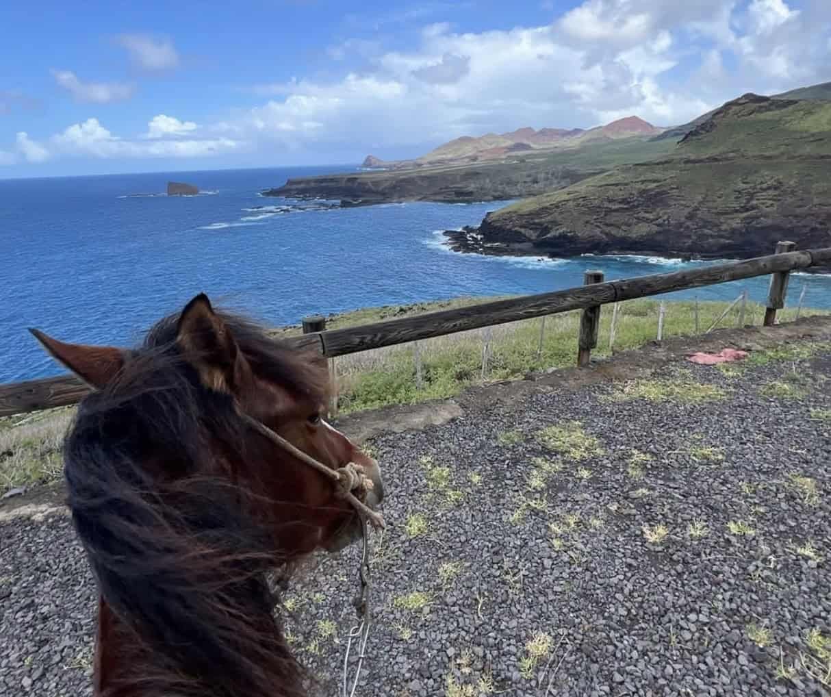 Discover Ua Huka: The Volcanic Island (with itinerary)! 15 A horse looking at the ocean