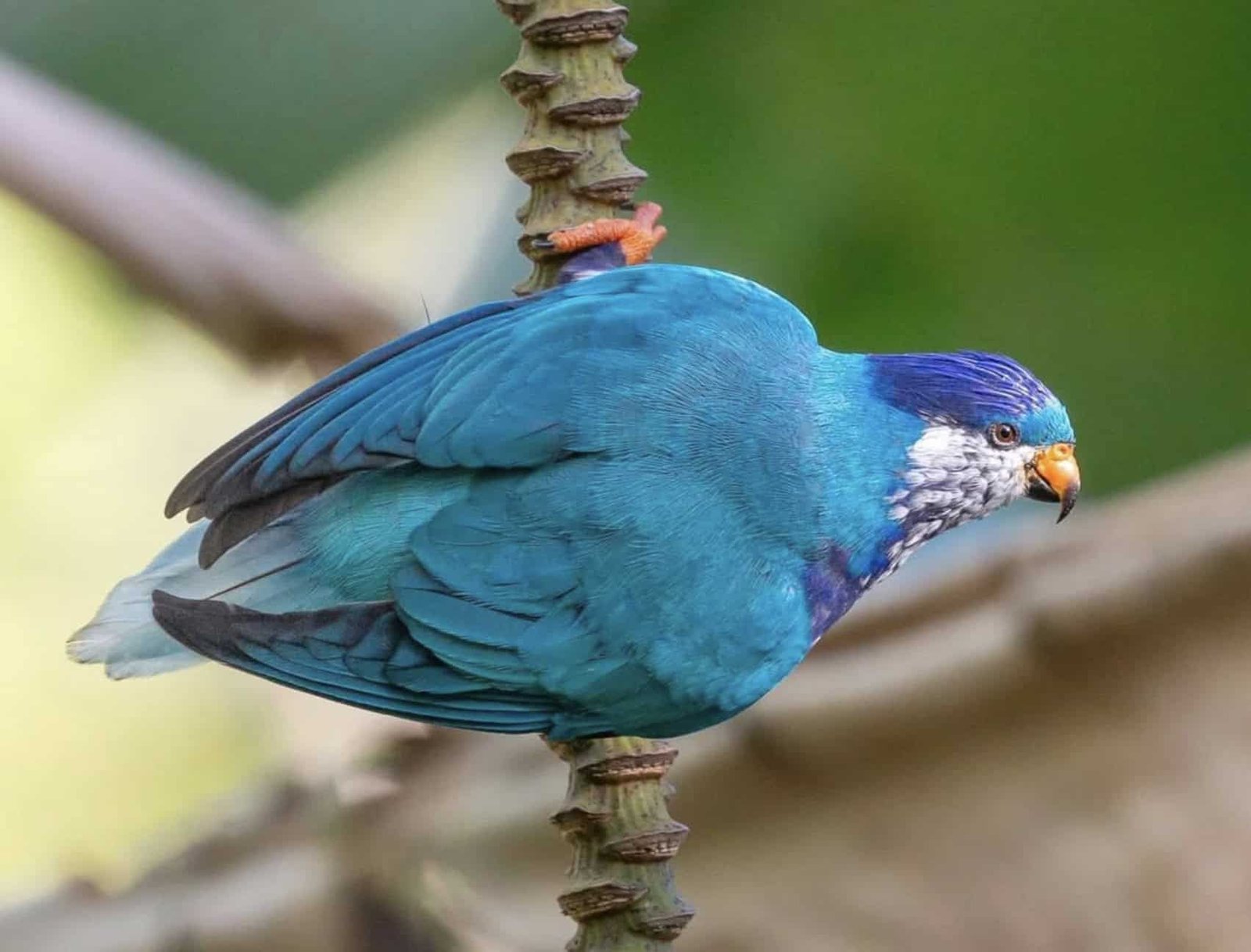 Discover Ua Huka: The Volcanic Island (with itinerary)! 6