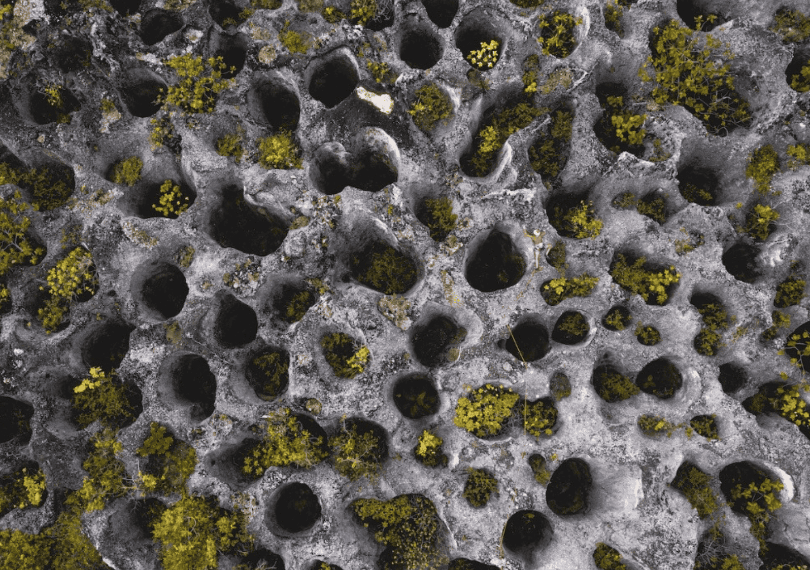 Makatea Island: The Complete Travel Guide (With Map)! 13 Phosphate holes