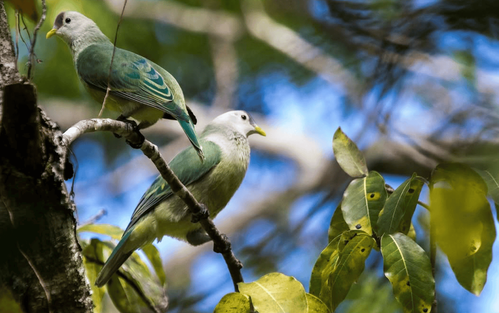Makatea Island: The Complete Travel Guide (With Map)! 12 two birds on a branch
