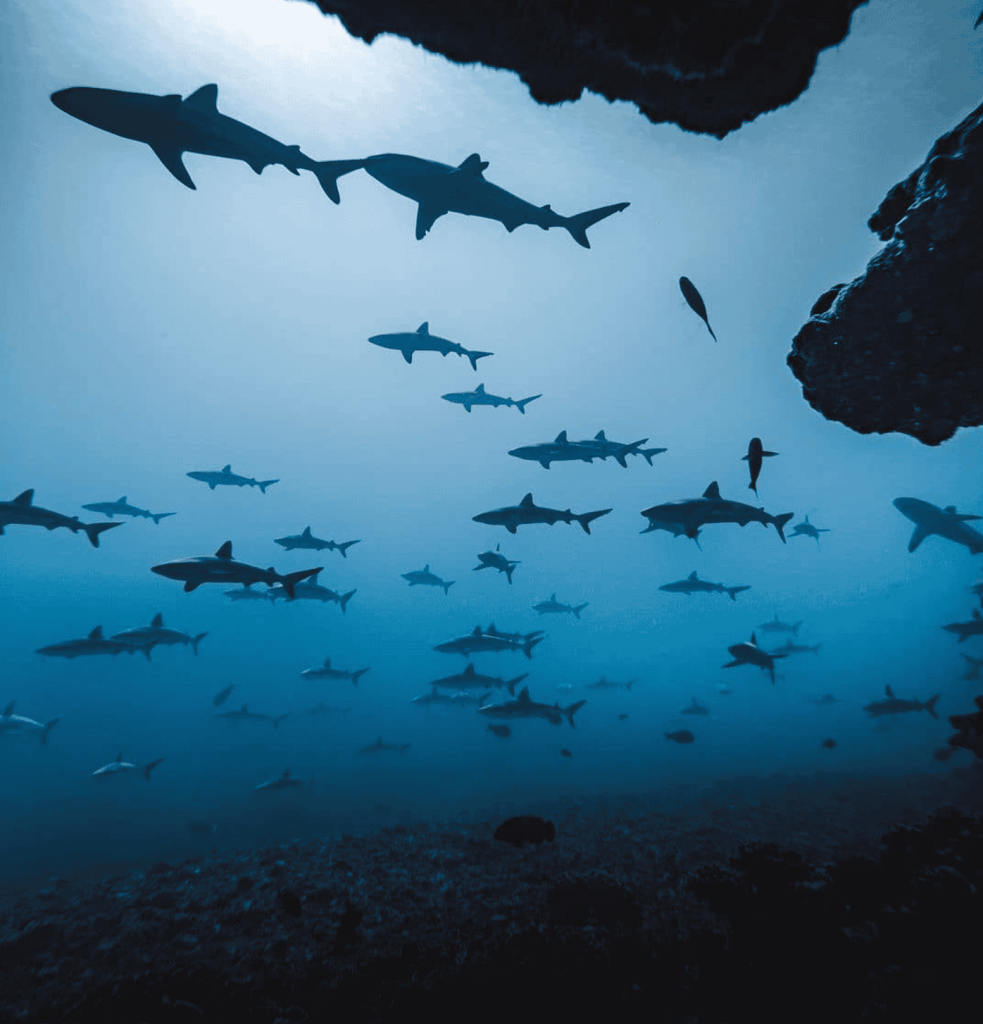 Shark Wall in Fakarava.