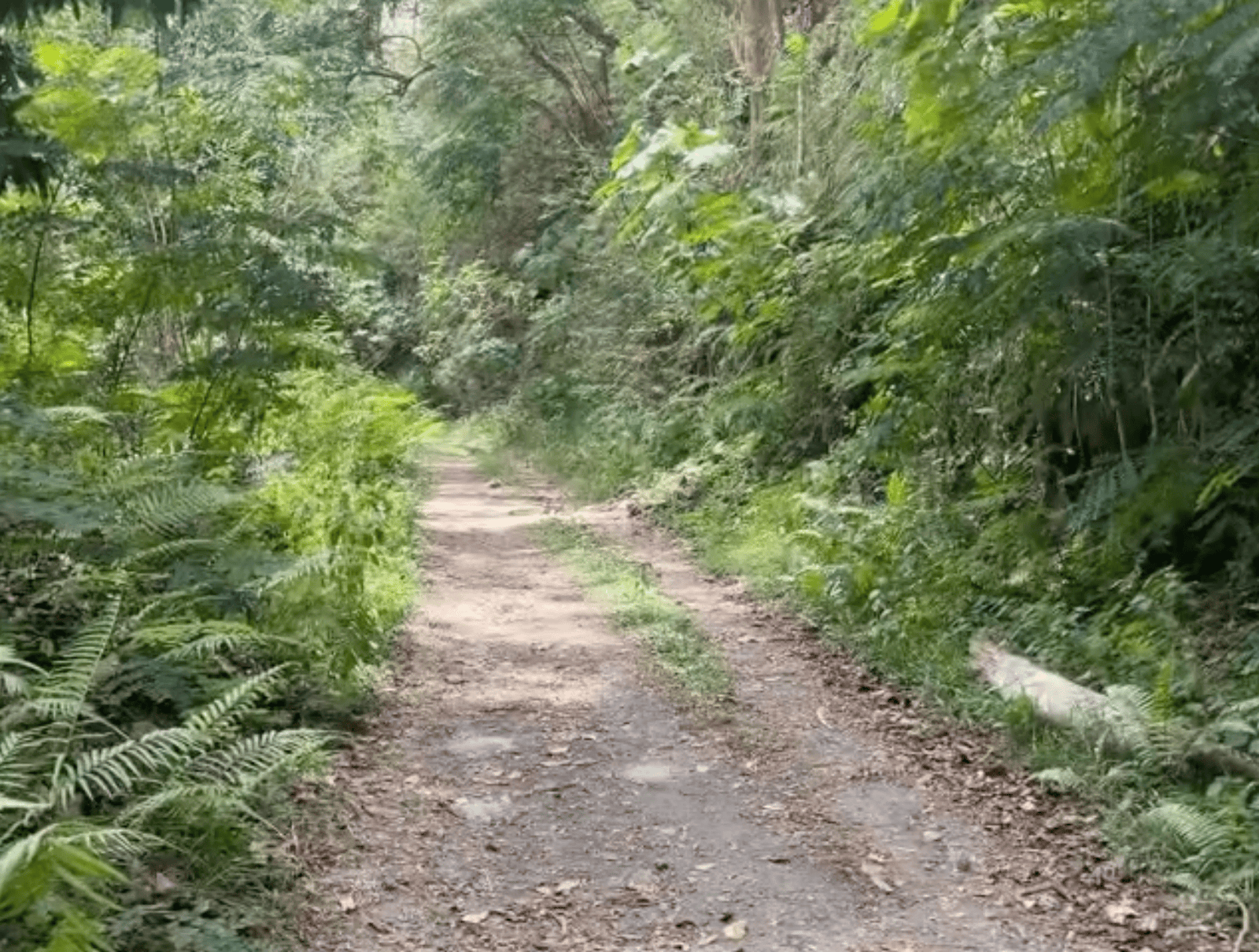 Hiking in Tahiti: What Are The Best Trails For 2026? 14 Apostles Trail