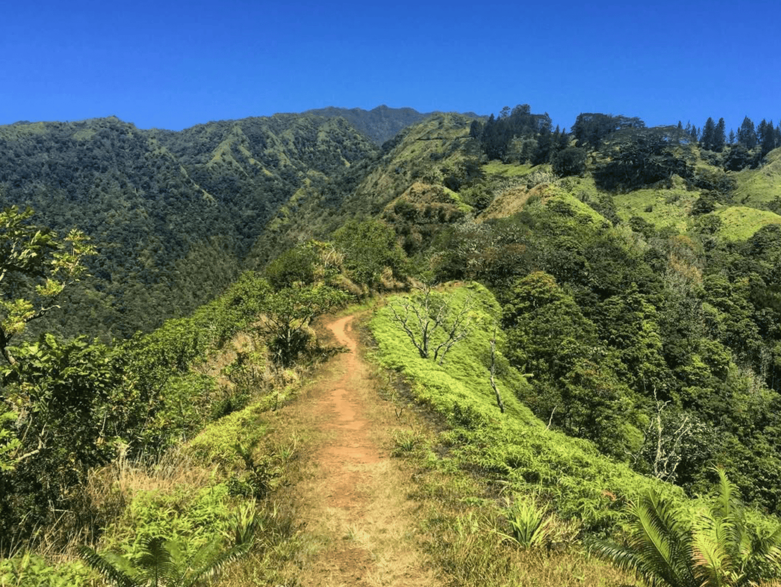 Hiking in Tahiti: What Are The Best Trails For 2026? 6 Mount Aorai