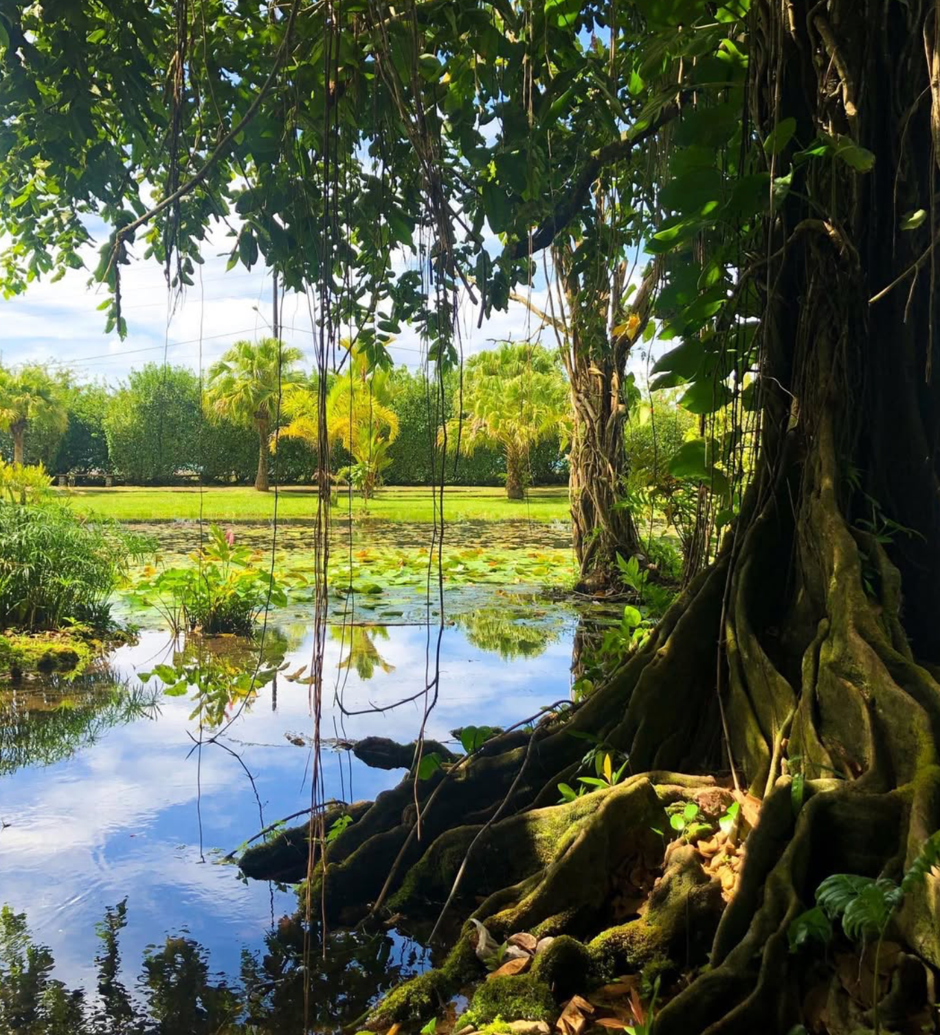 37 Best Things To Do in Tahiti For 2026 25 Vaipahi gardens