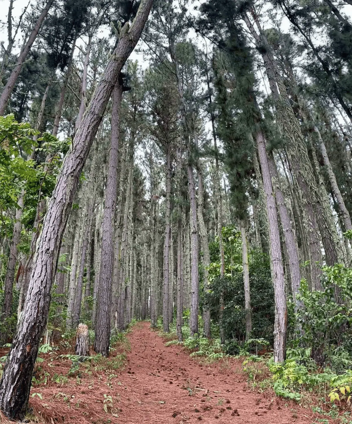 Vaiatu Paea pine forest