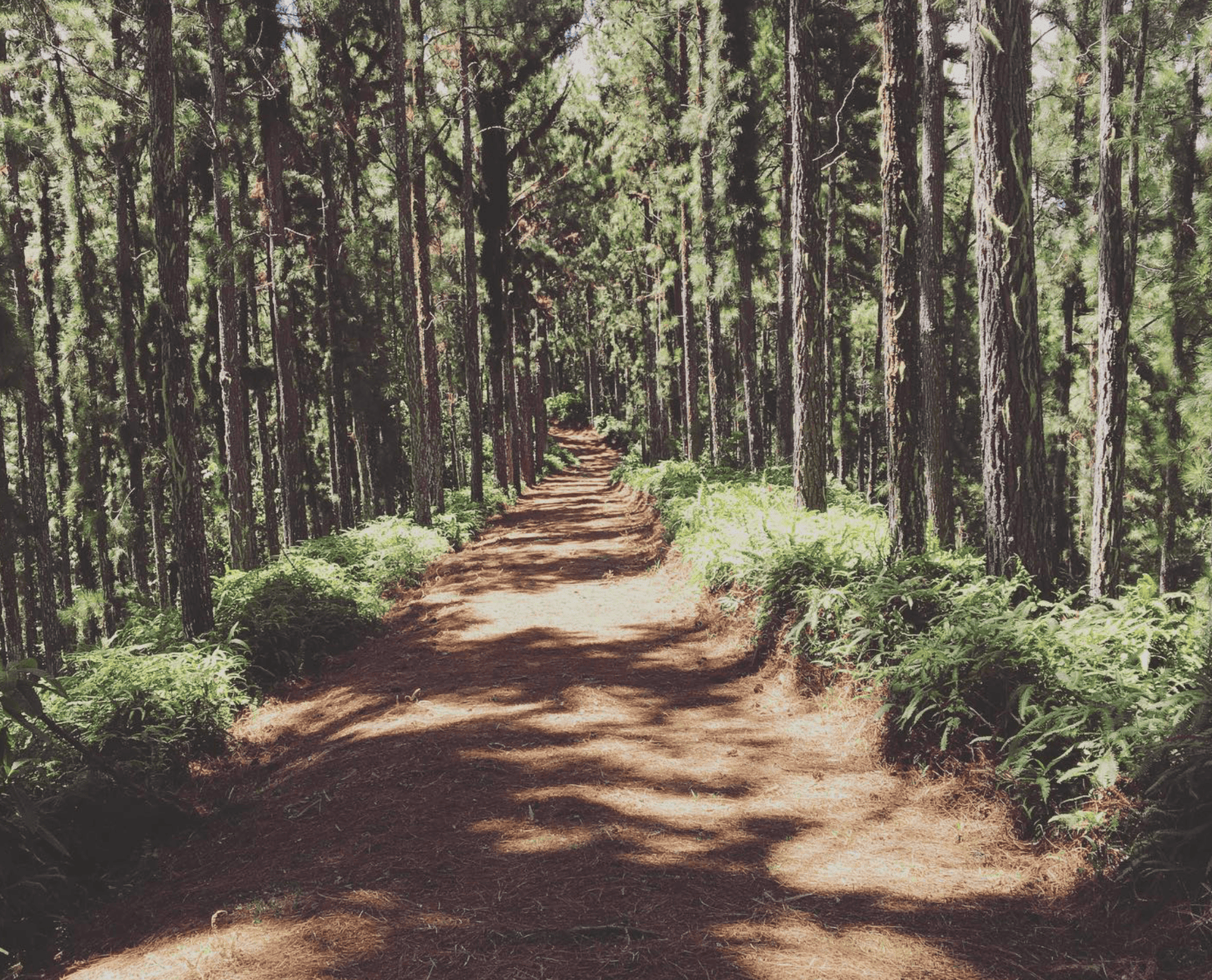 Hiking in Tahiti: What Are The Best Trails For 2026? 13 Vaipahi trees in forest