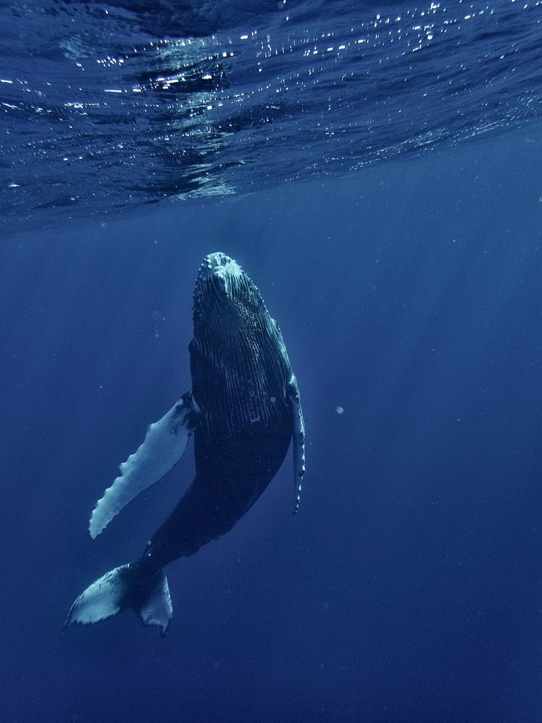 Humpback whale swimming to the surface during Moorea whale season