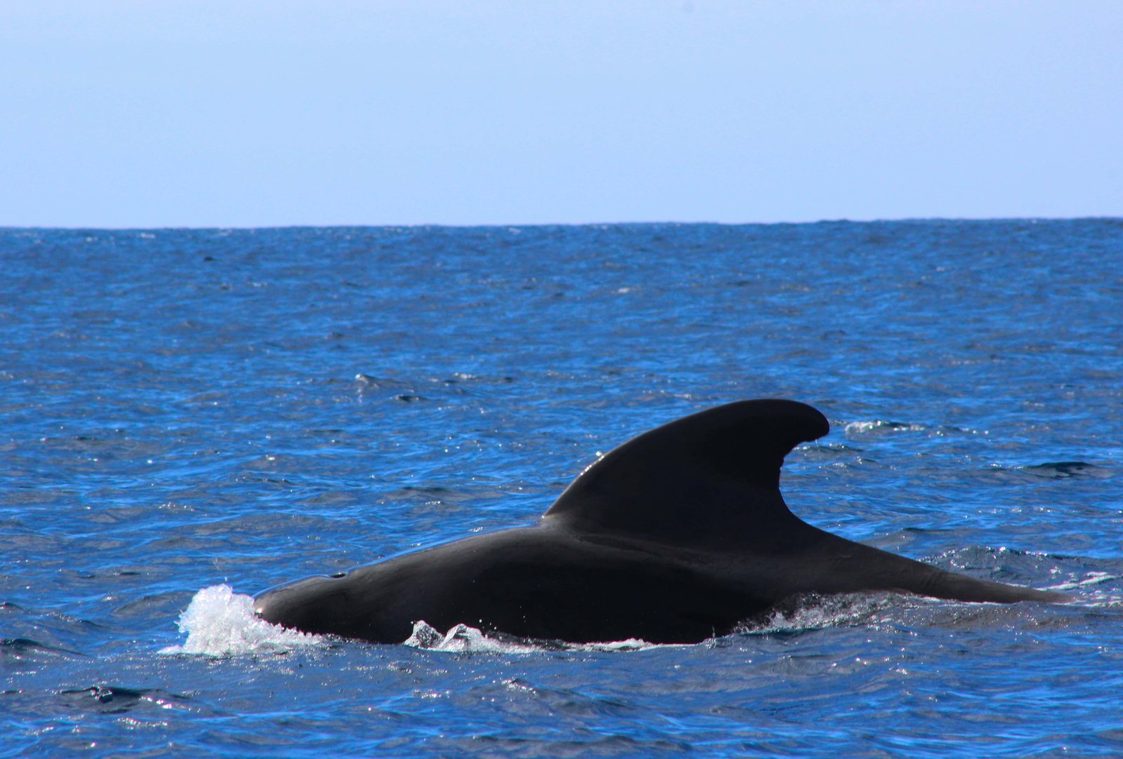 Moorea Whale Season: When to Swim with Humpback Whales? 6 Pilot whales