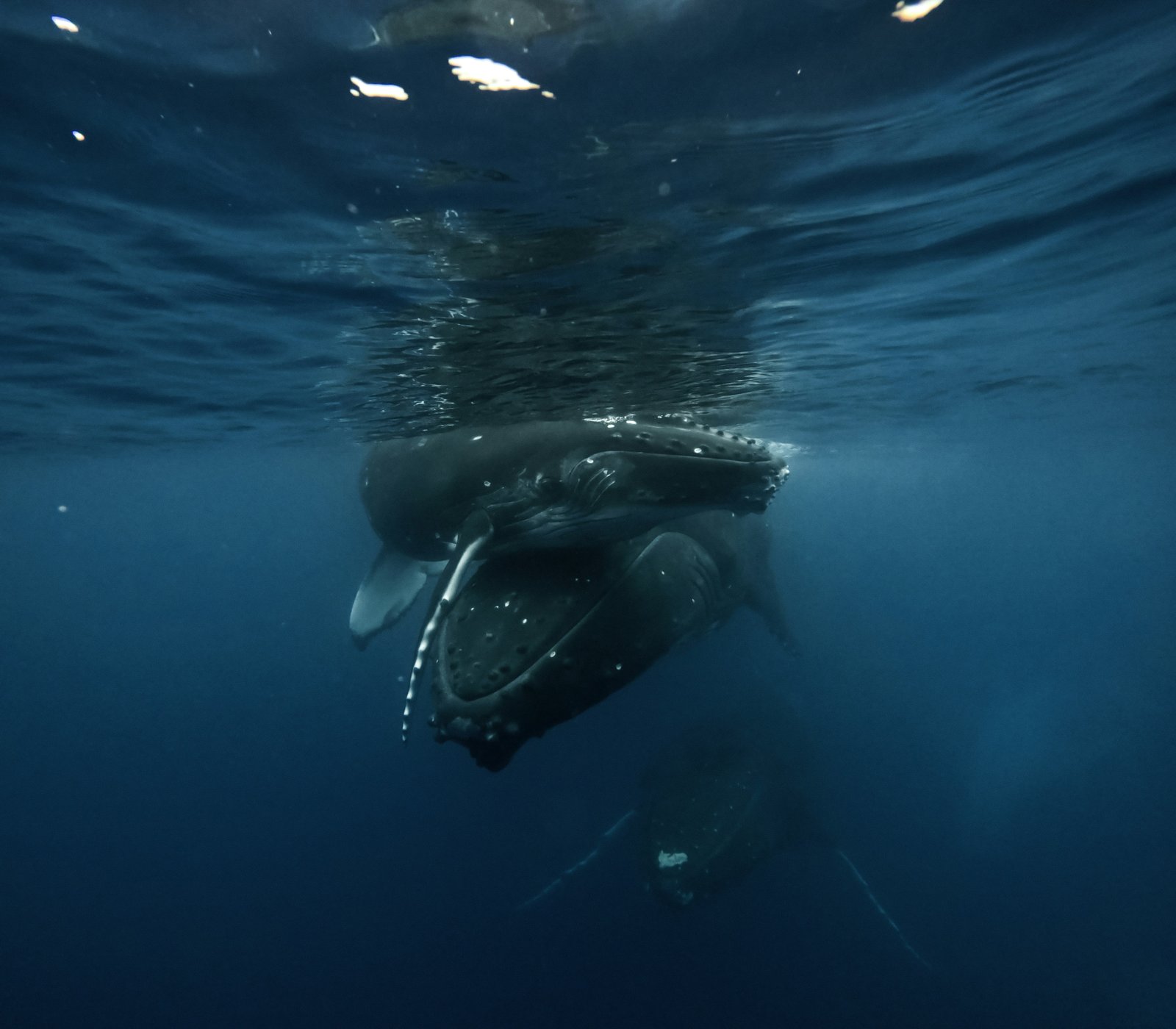 Moorea Whale Season: When to Swim with Humpback Whales? 3 A mother humpback whale protecting her calf in blue water