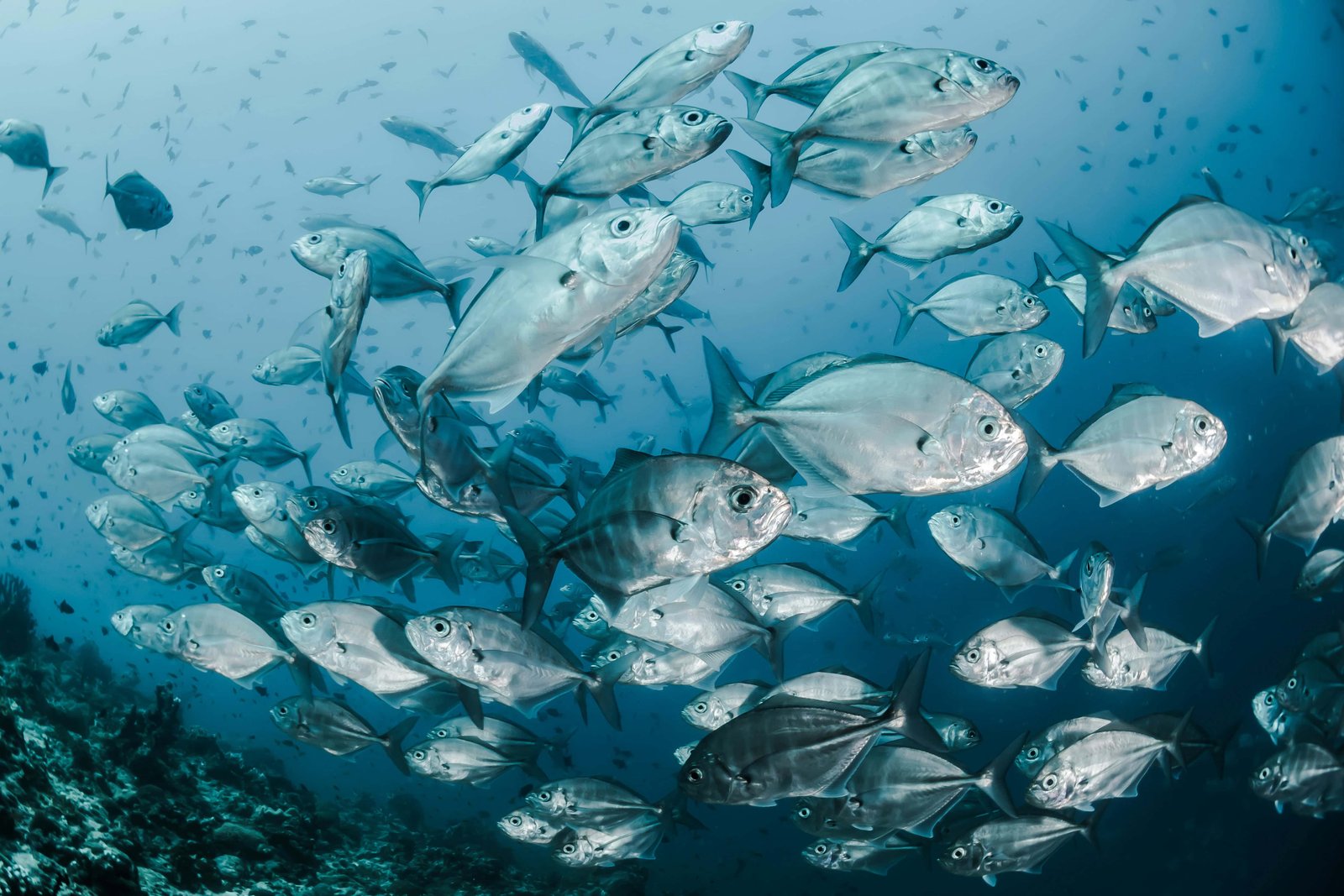 What Are The TOP 20 Things To Do In Huahine Island? 21 Tuna in the water.