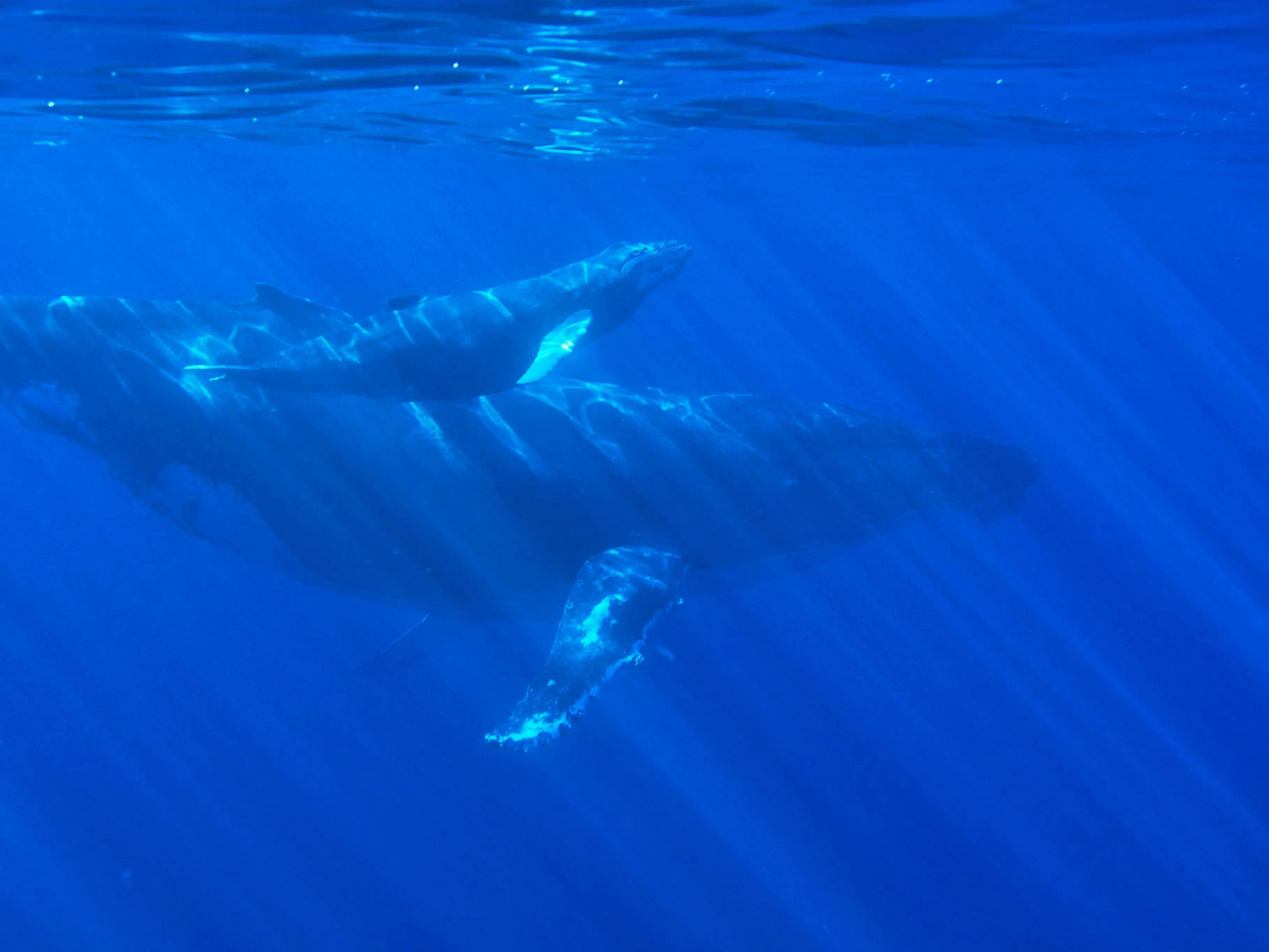 Mother and calf whales swimming in Moorea waters