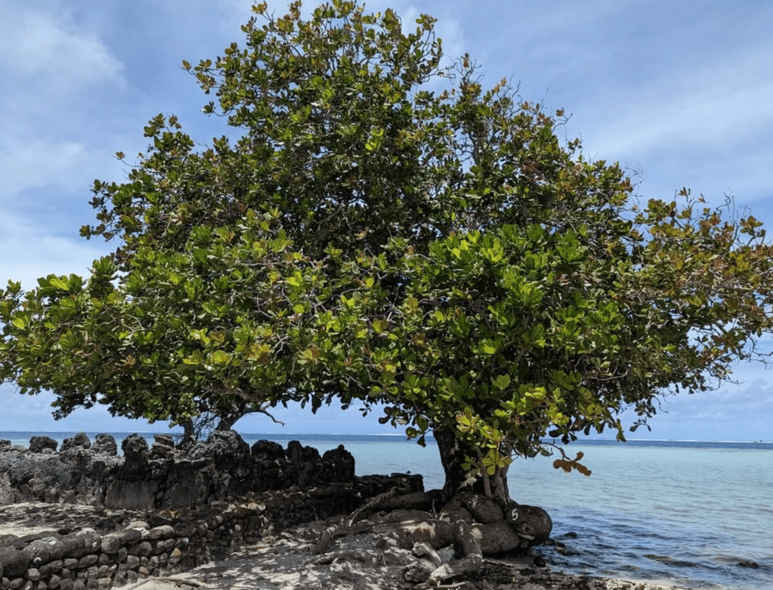 What To Do In Raiatea Island: 14 Activities! 3 Marae Taputapuatea